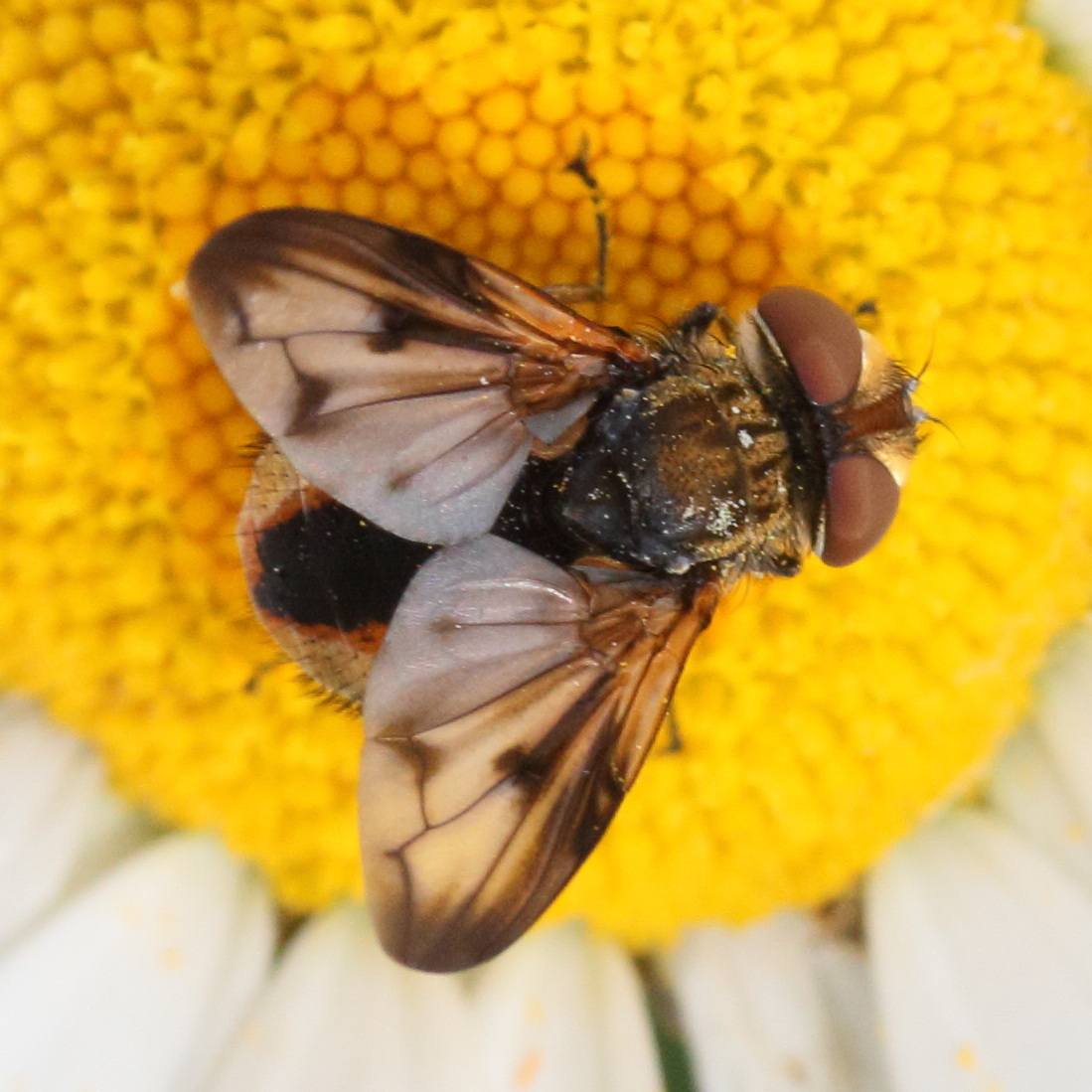 ectophasia_crassipennis4md