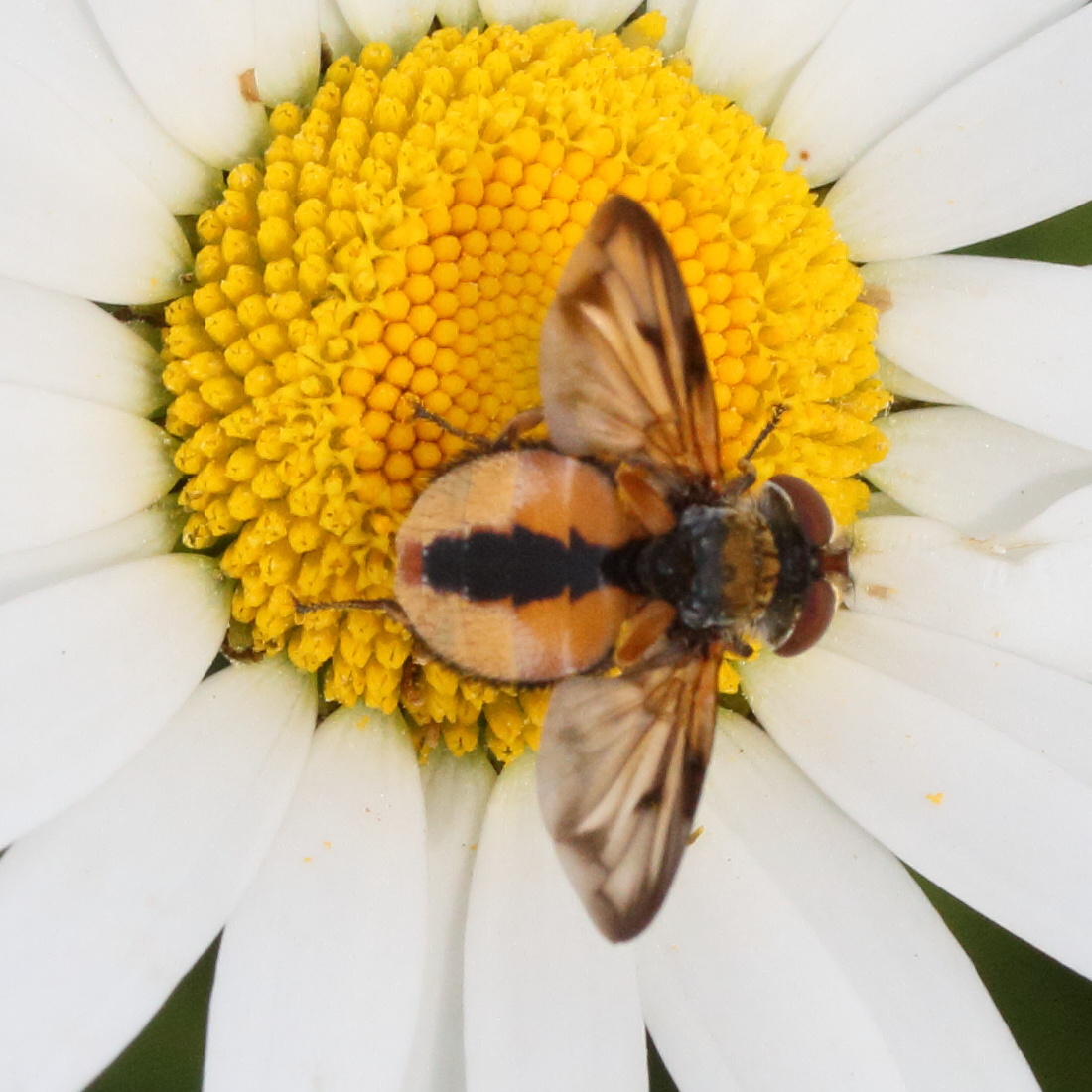 ectophasia_crassipennis5md