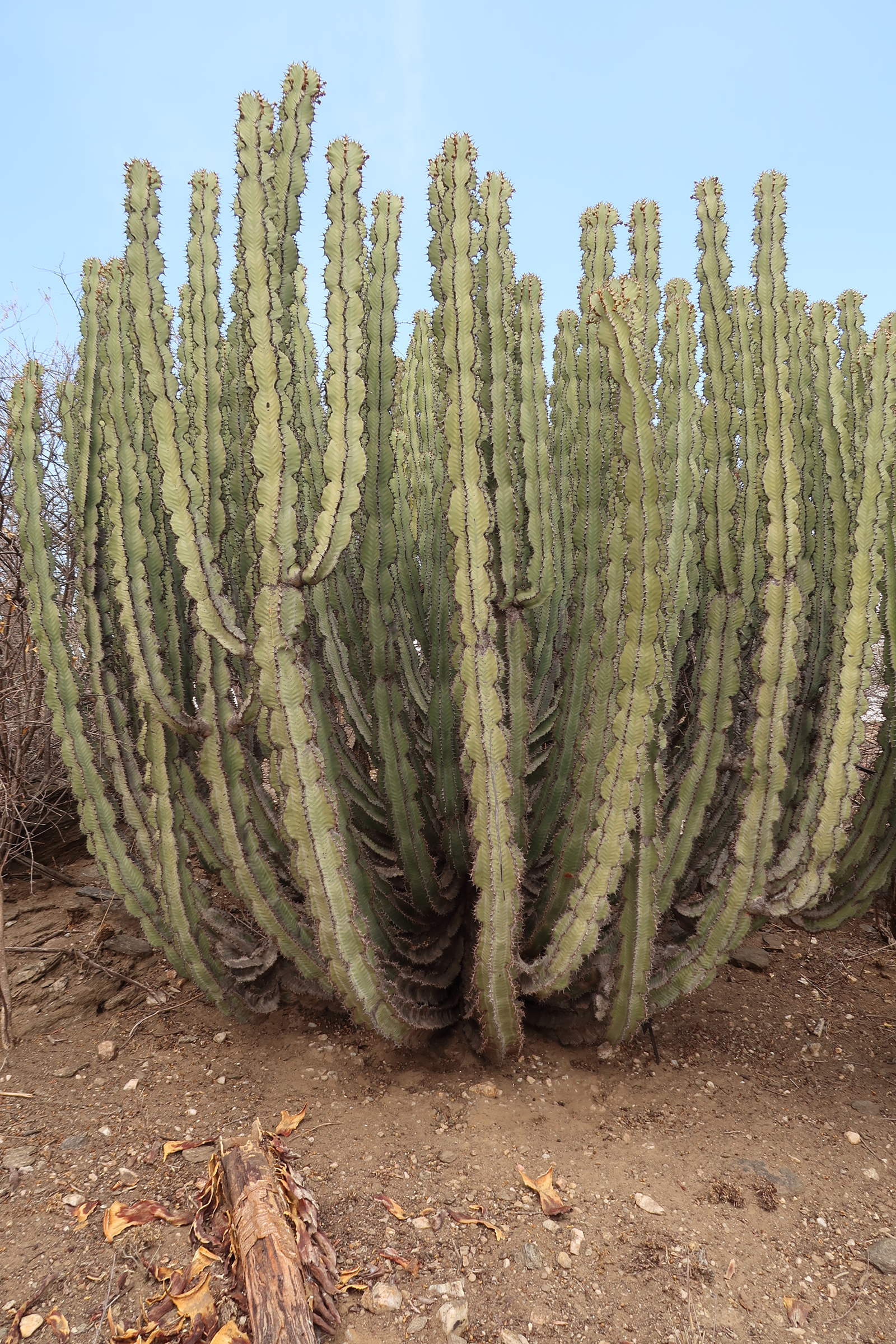 Afficher le média euphorbia_virosa2md euphorbia_virosa2md