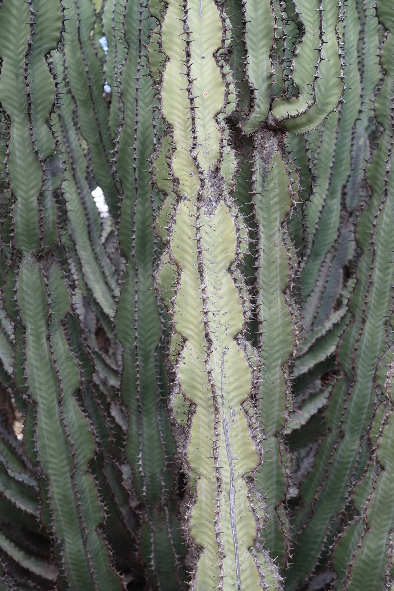 Afficher le média euphorbia_virosa3md euphorbia_virosa3md