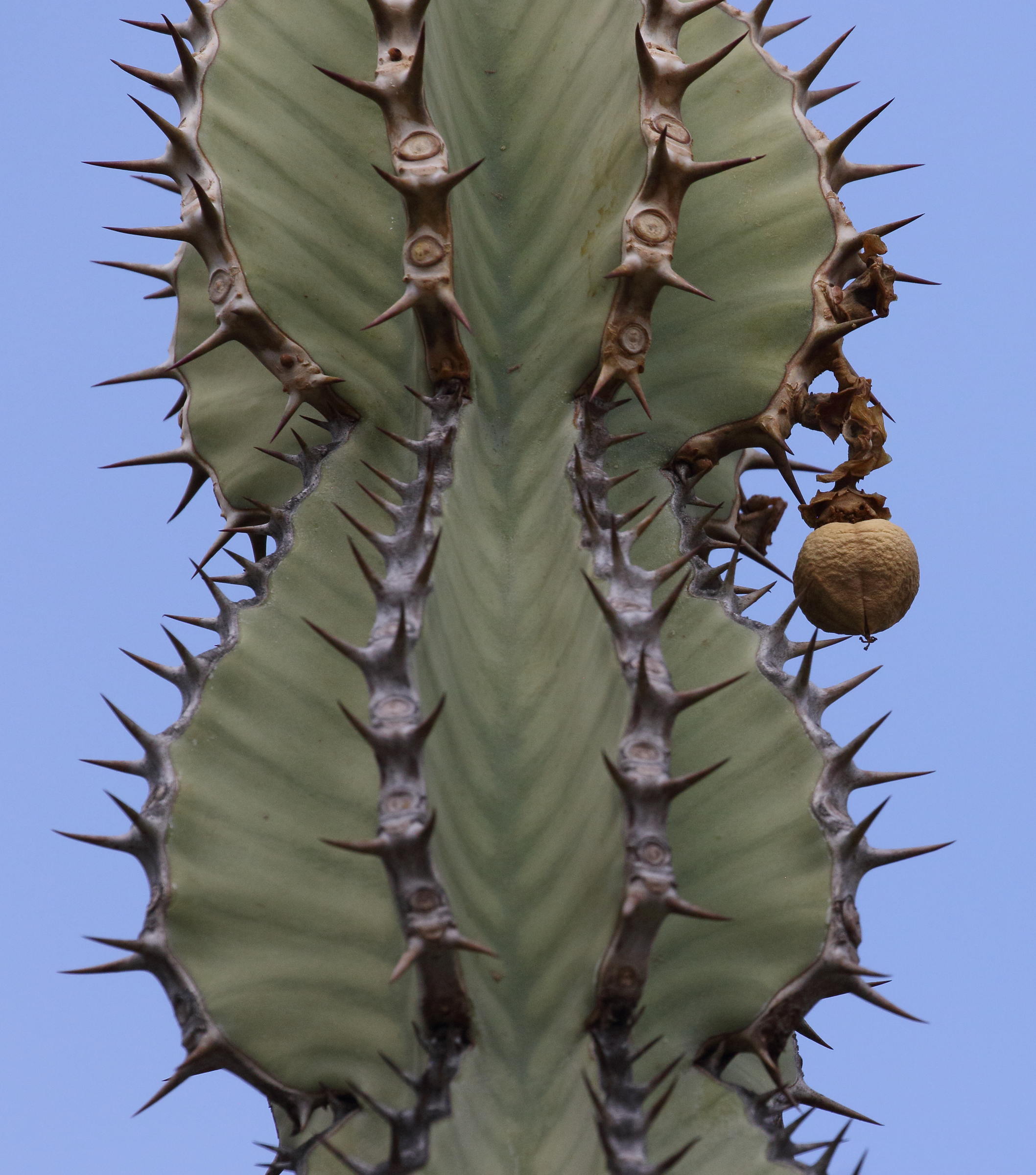 Afficher le média euphorbia_virosa4bd euphorbia_virosa4bd