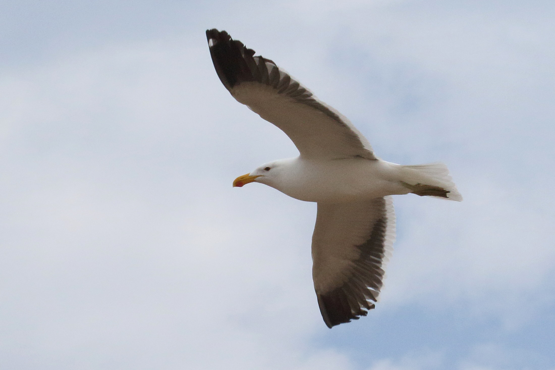 goeland_dominicain_-_larus_dominicanus2md