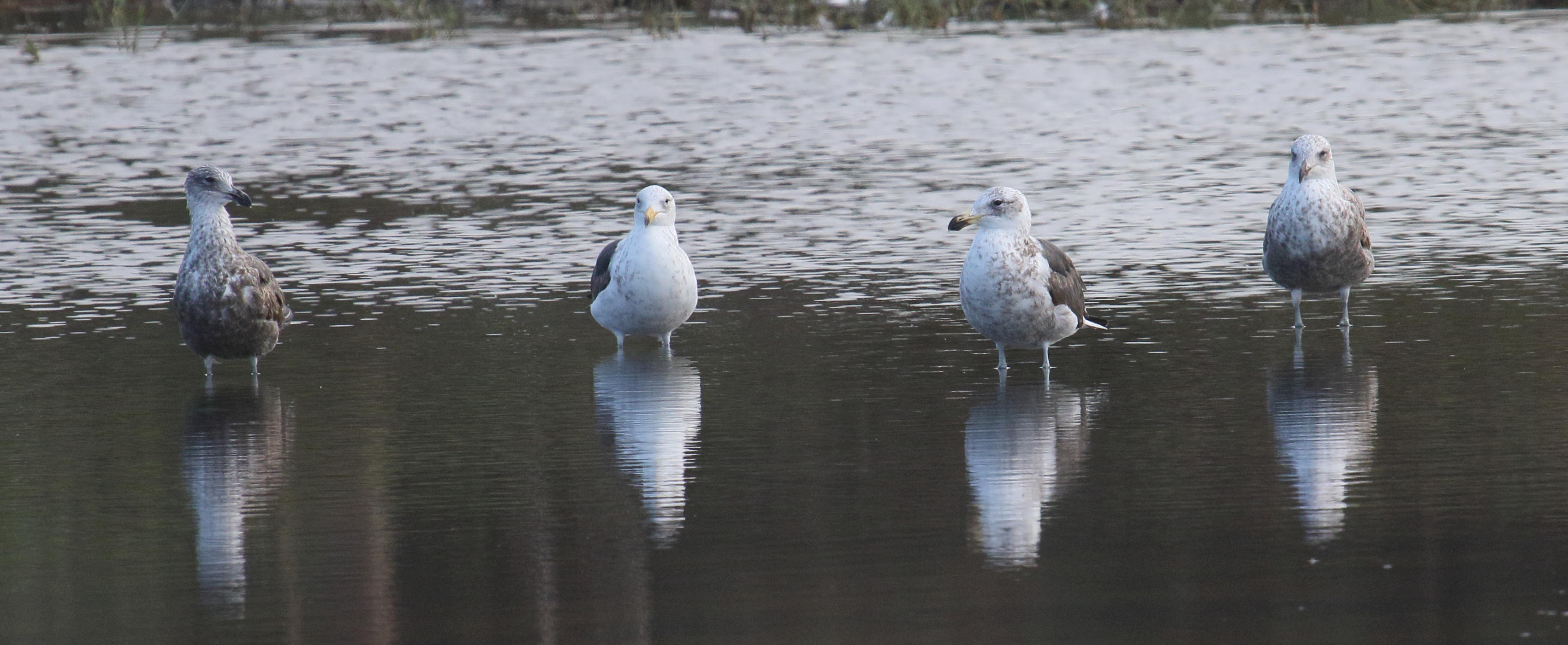 goeland_dominicain_-_larus_dominicanus3md