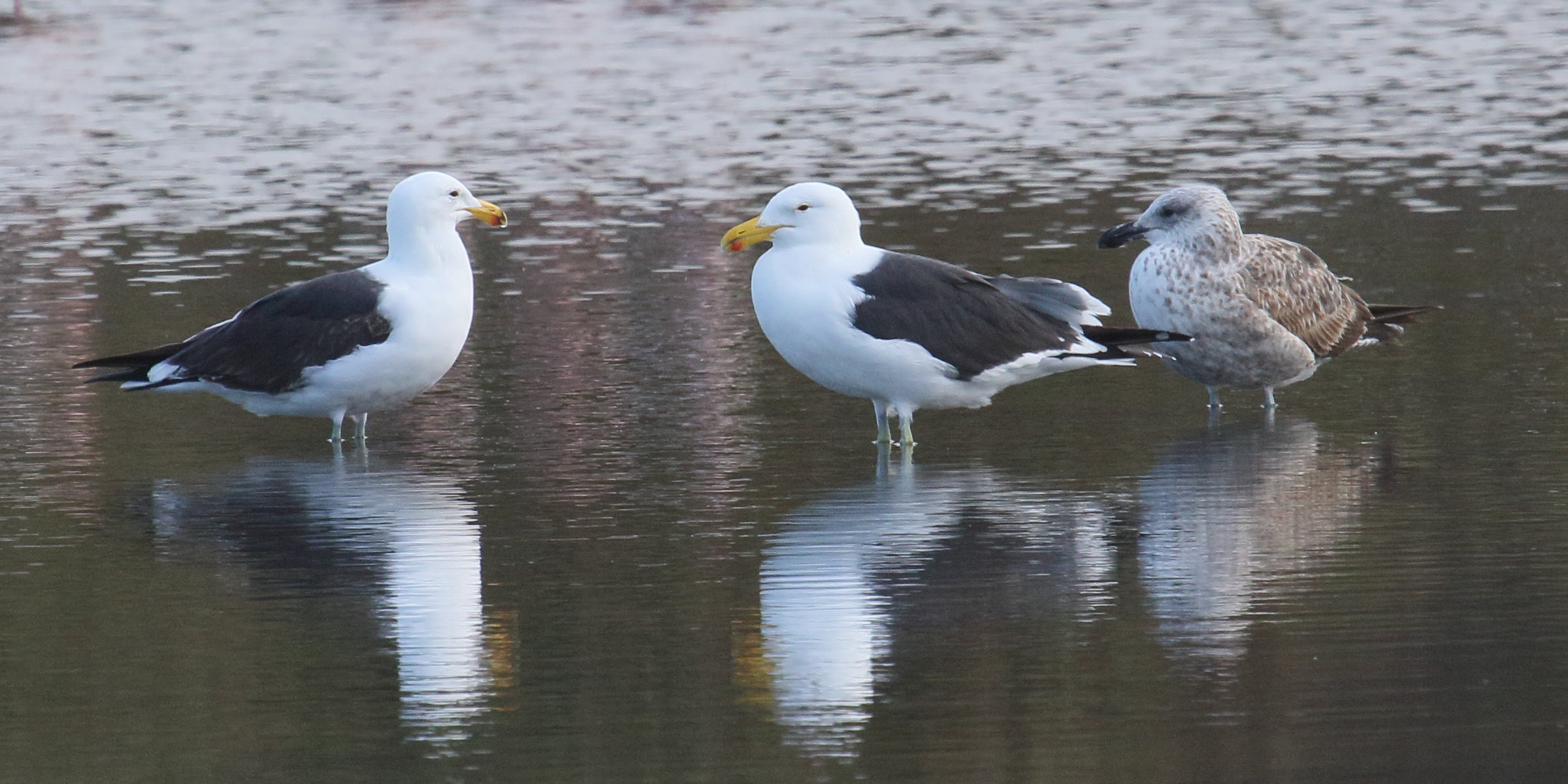 goeland_dominicain_-_larus_dominicanus4md