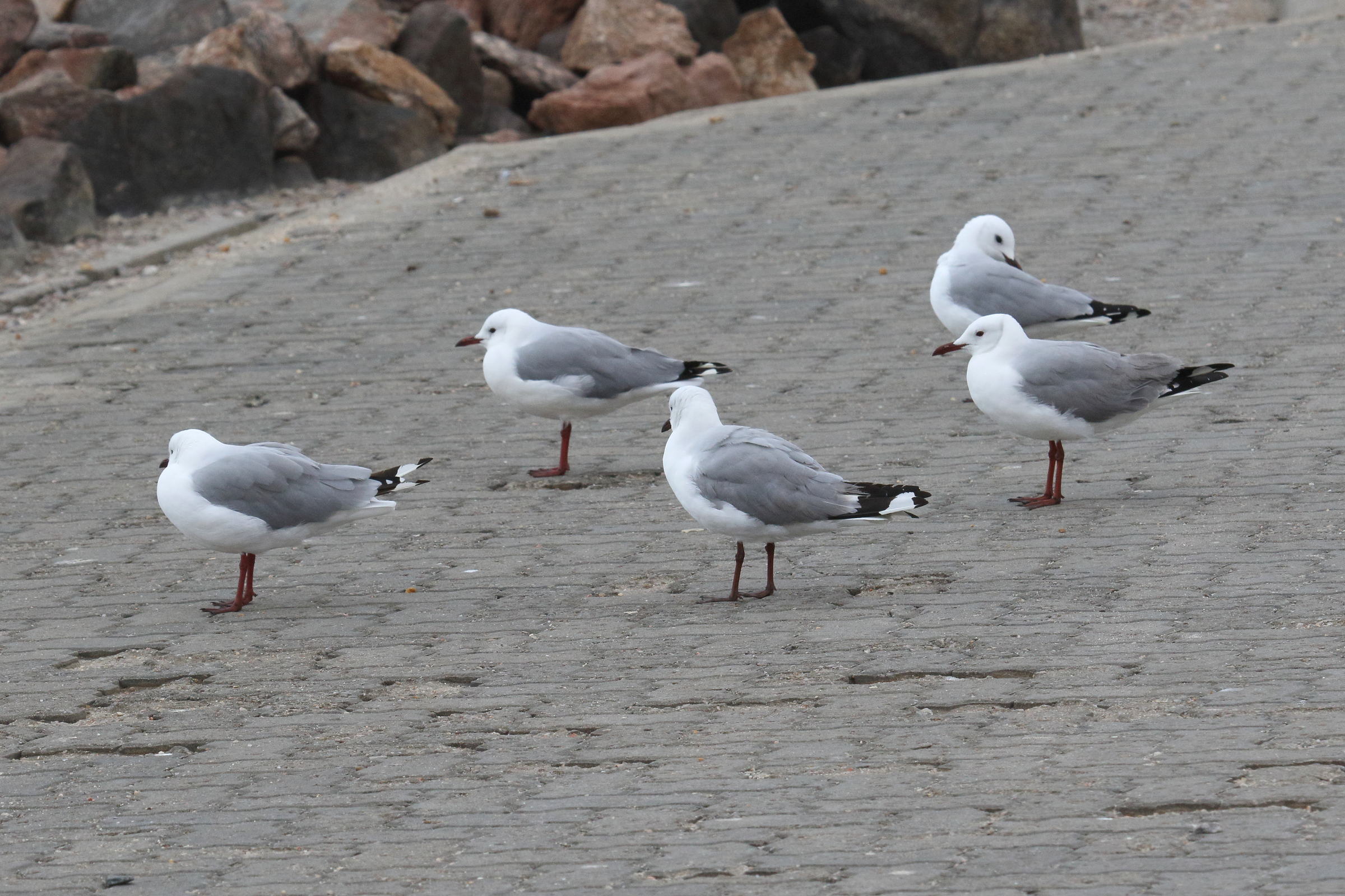 Afficher le média mouette_de_hartlaub_-_chroicocephalus_hartlaubii1md mouette_de_hartlaub_-_chroicocephalus_hartlaubii1md