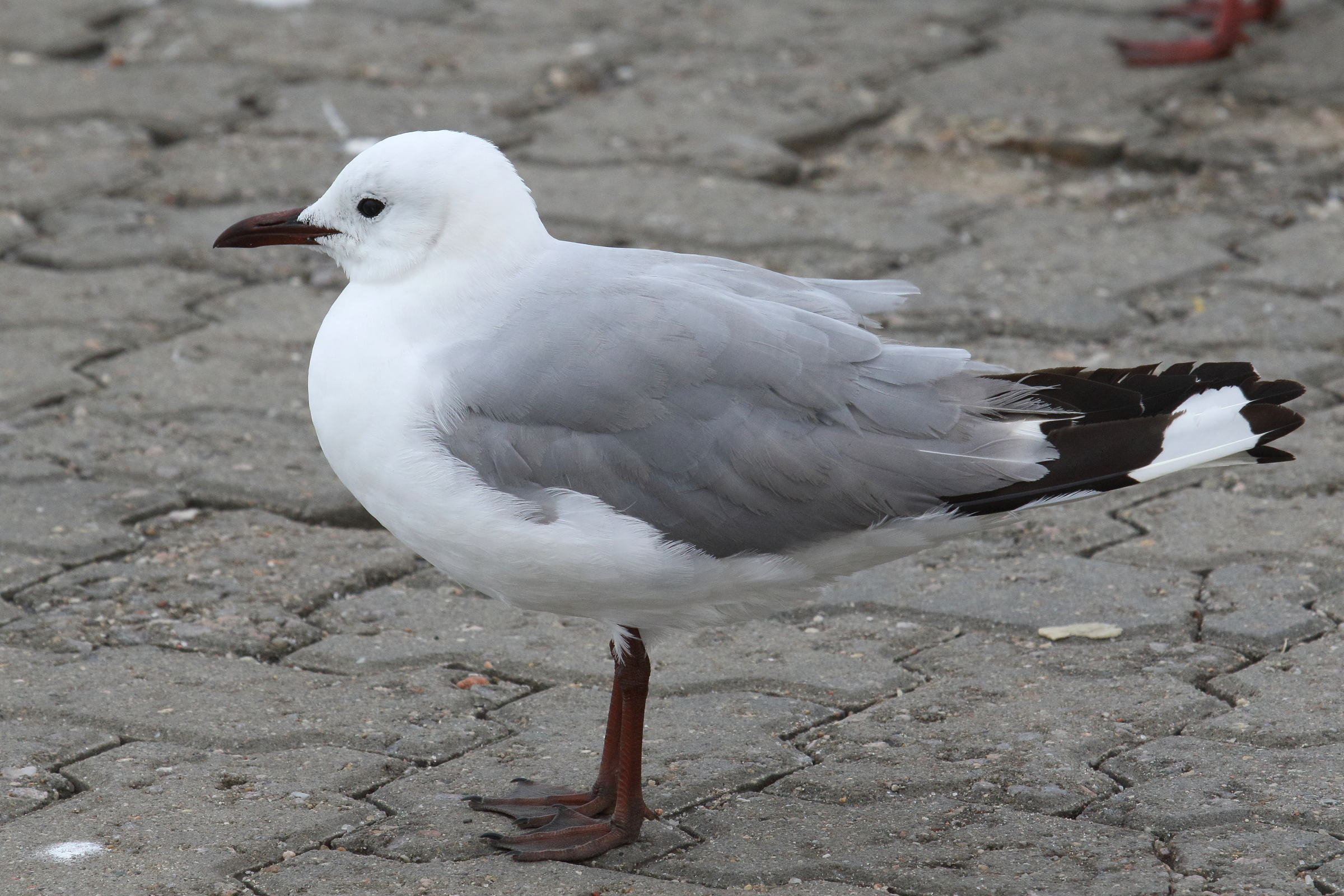 Afficher le média mouette_de_hartlaub_-_chroicocephalus_hartlaubii2md mouette_de_hartlaub_-_chroicocephalus_hartlaubii2md