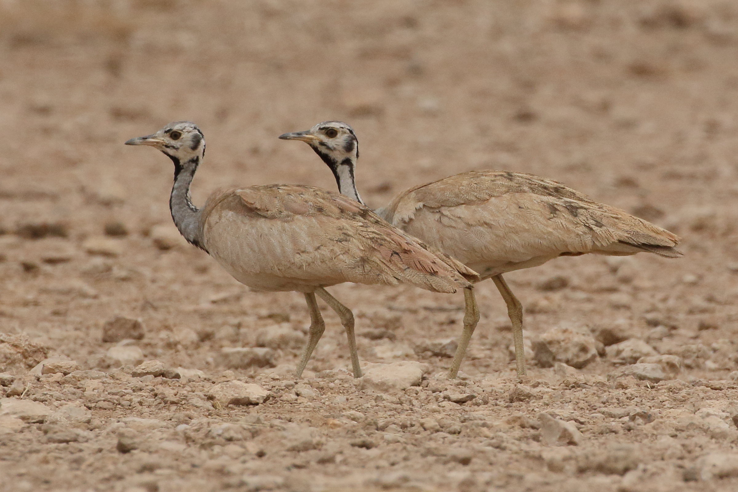 outarde_de_ruppell_-_eupodotis_rueppellii1bd