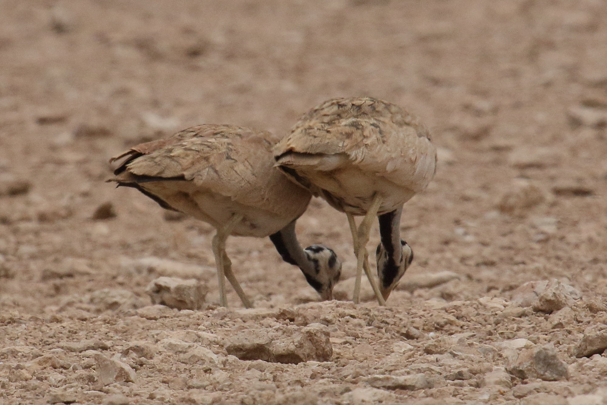 outarde_de_ruppell_-_eupodotis_rueppellii2md