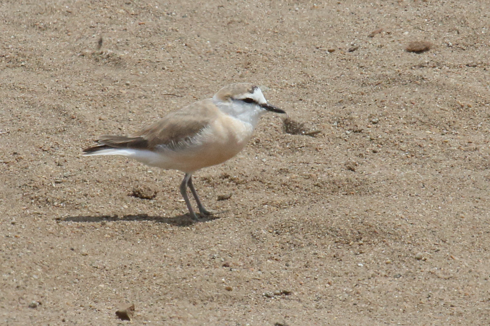 pluvier_a_front_blanc_-_charadrius_marginatus1md