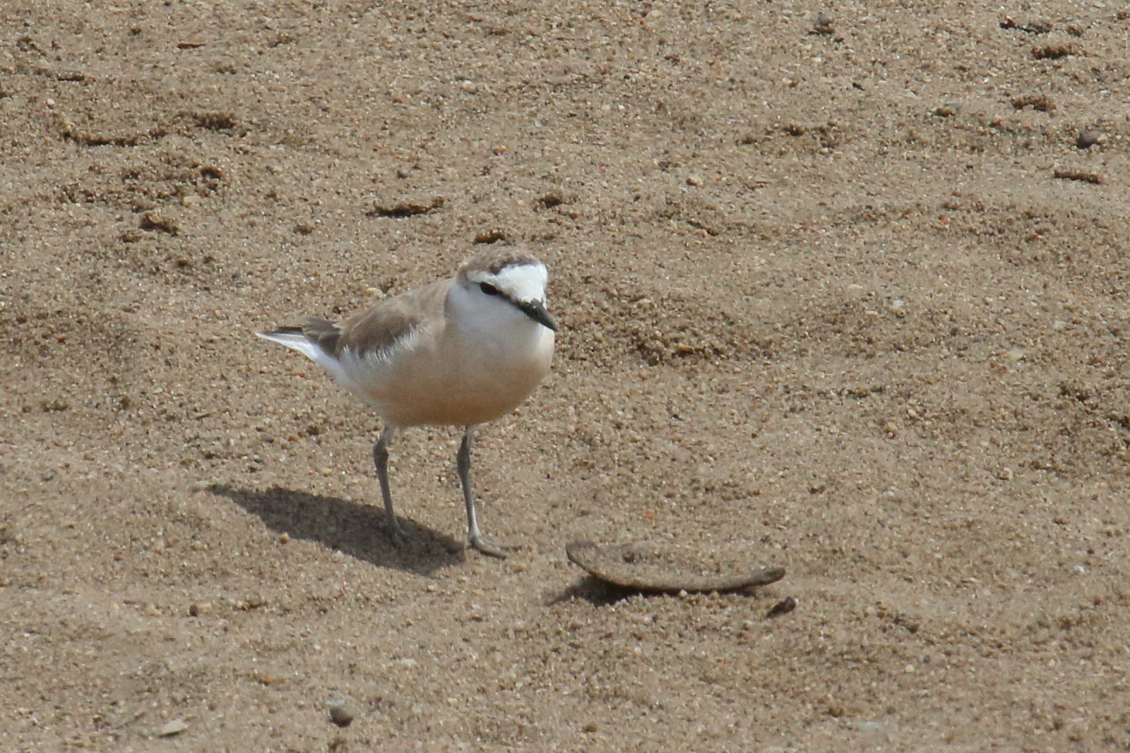 pluvier_a_front_blanc_-_charadrius_marginatus2md