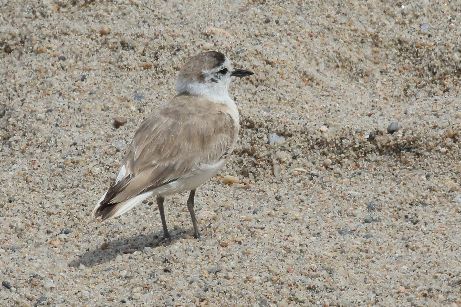 pluvier_a_front_blanc_-_charadrius_marginatus3md