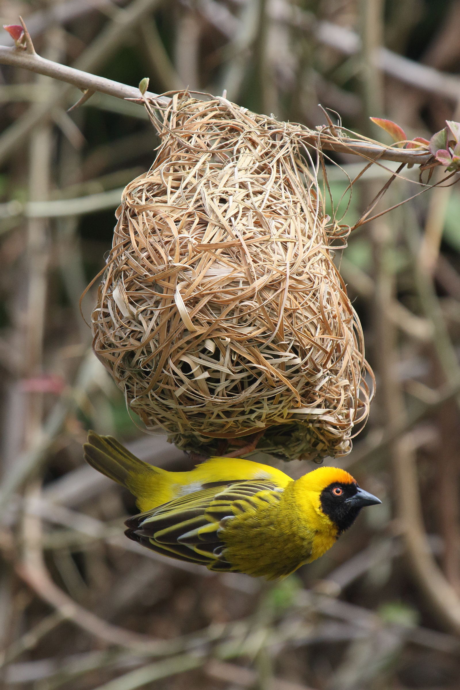 tisserin_a_tete_rousse_-_ploceus_velatus1md