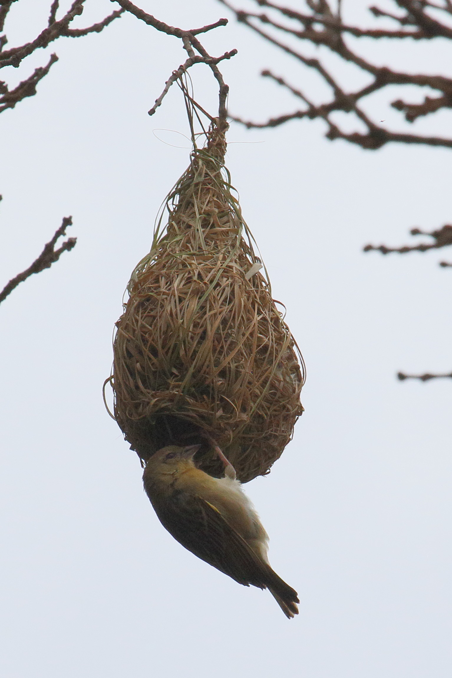 tisserin_a_tete_rousse_-_ploceus_velatus2md