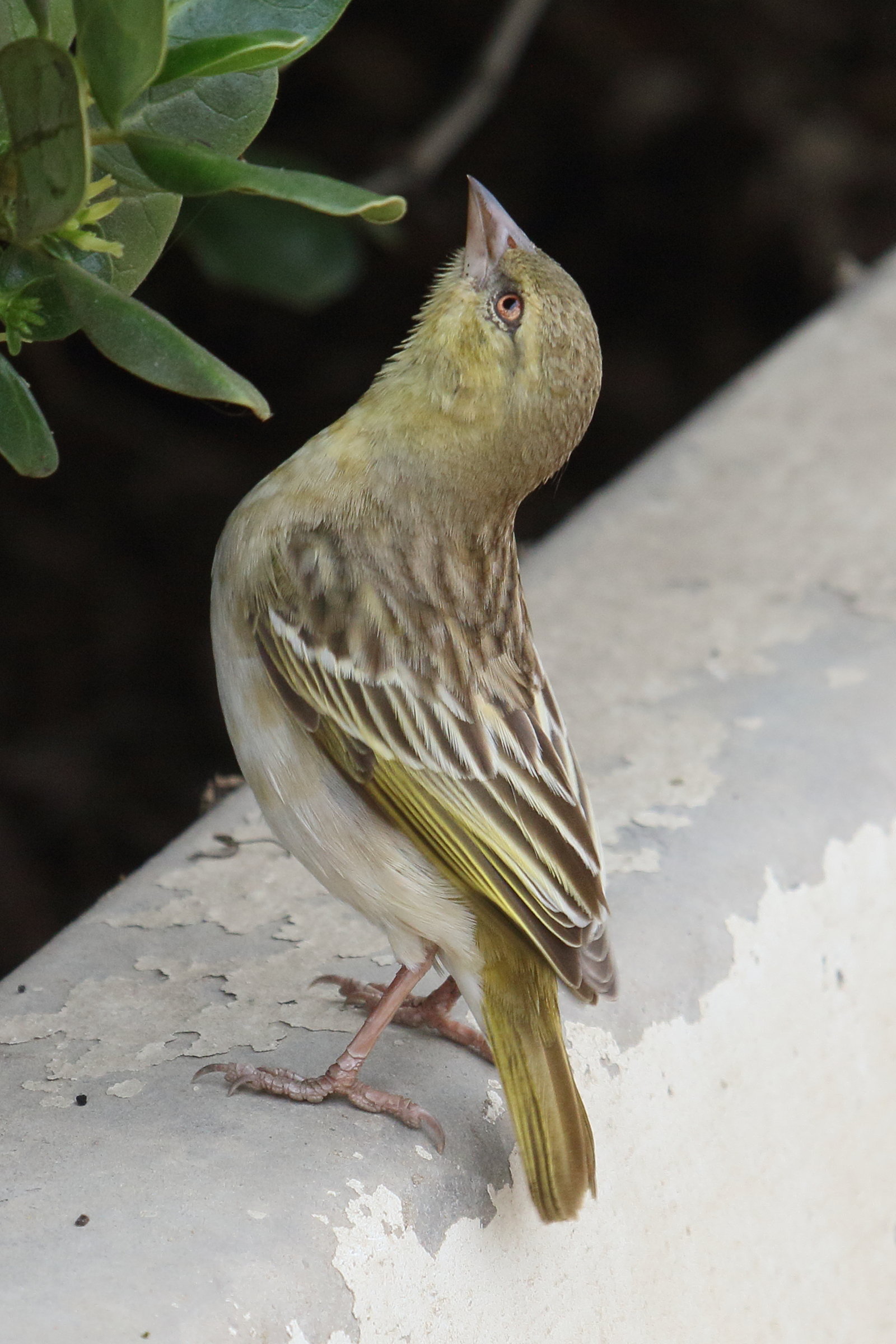 tisserin_a_tete_rousse_-_ploceus_velatus3md