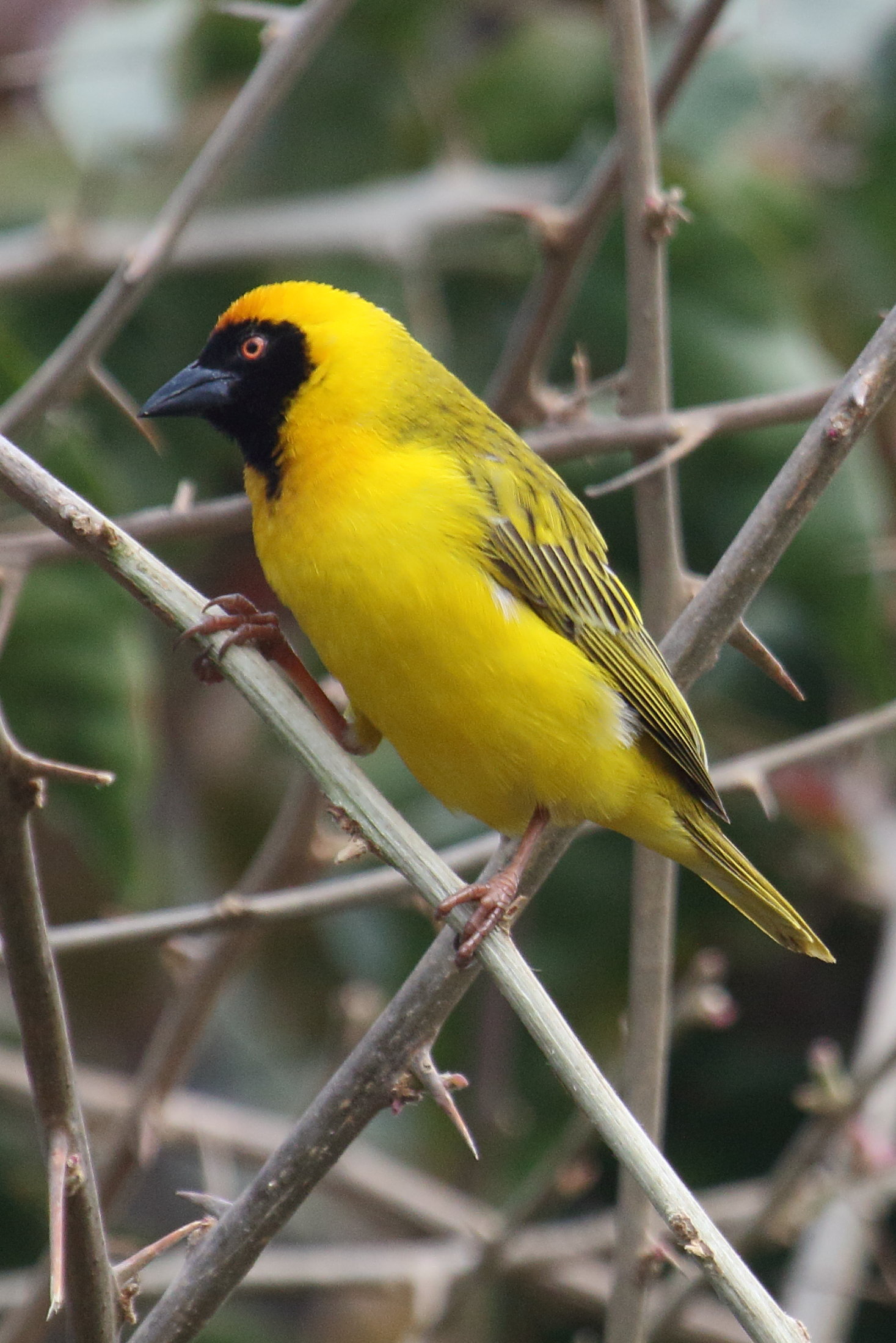 tisserin_a_tete_rousse_-_ploceus_velatus4md