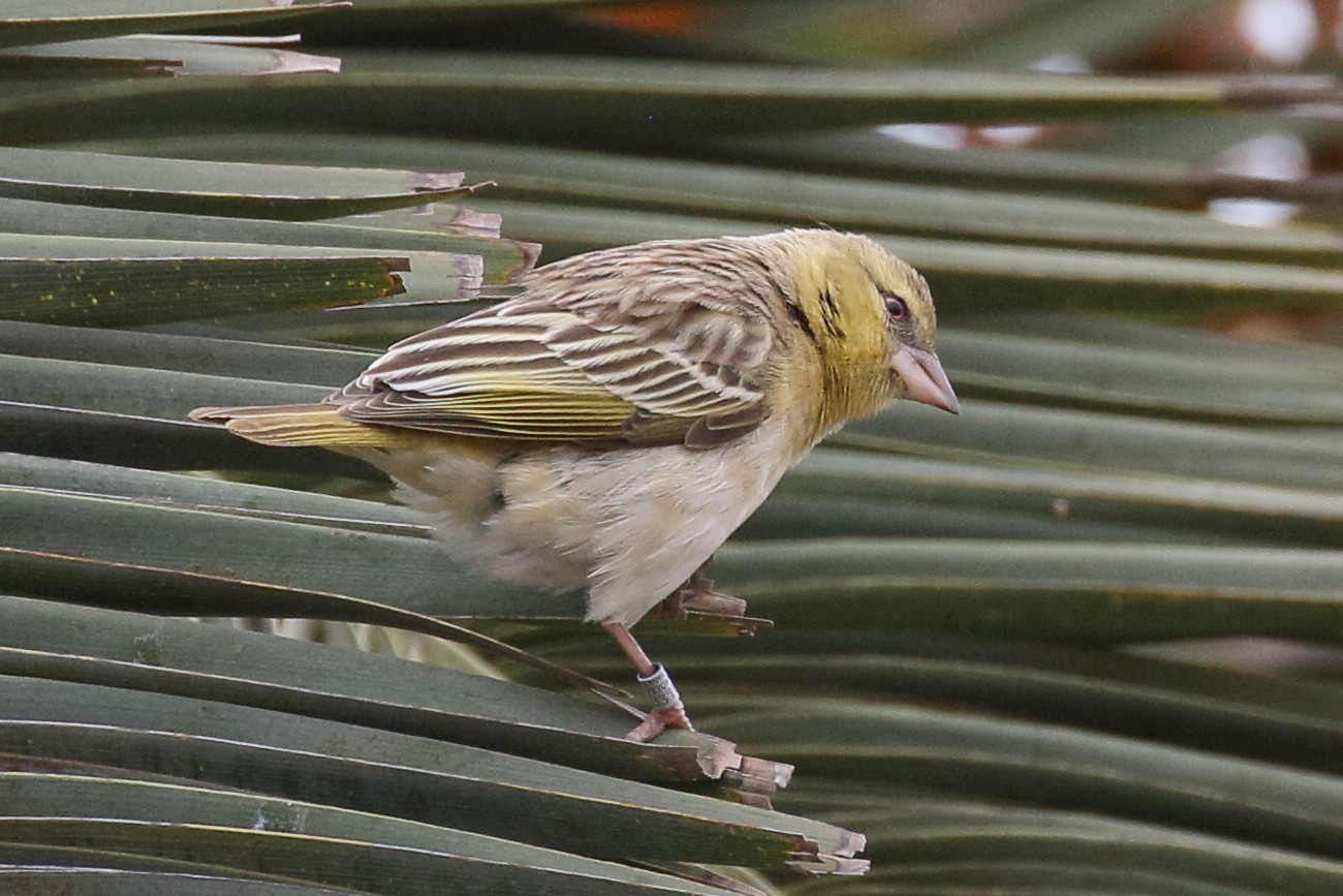 tisserin_a_tete_rousse_-_ploceus_velatus5bd