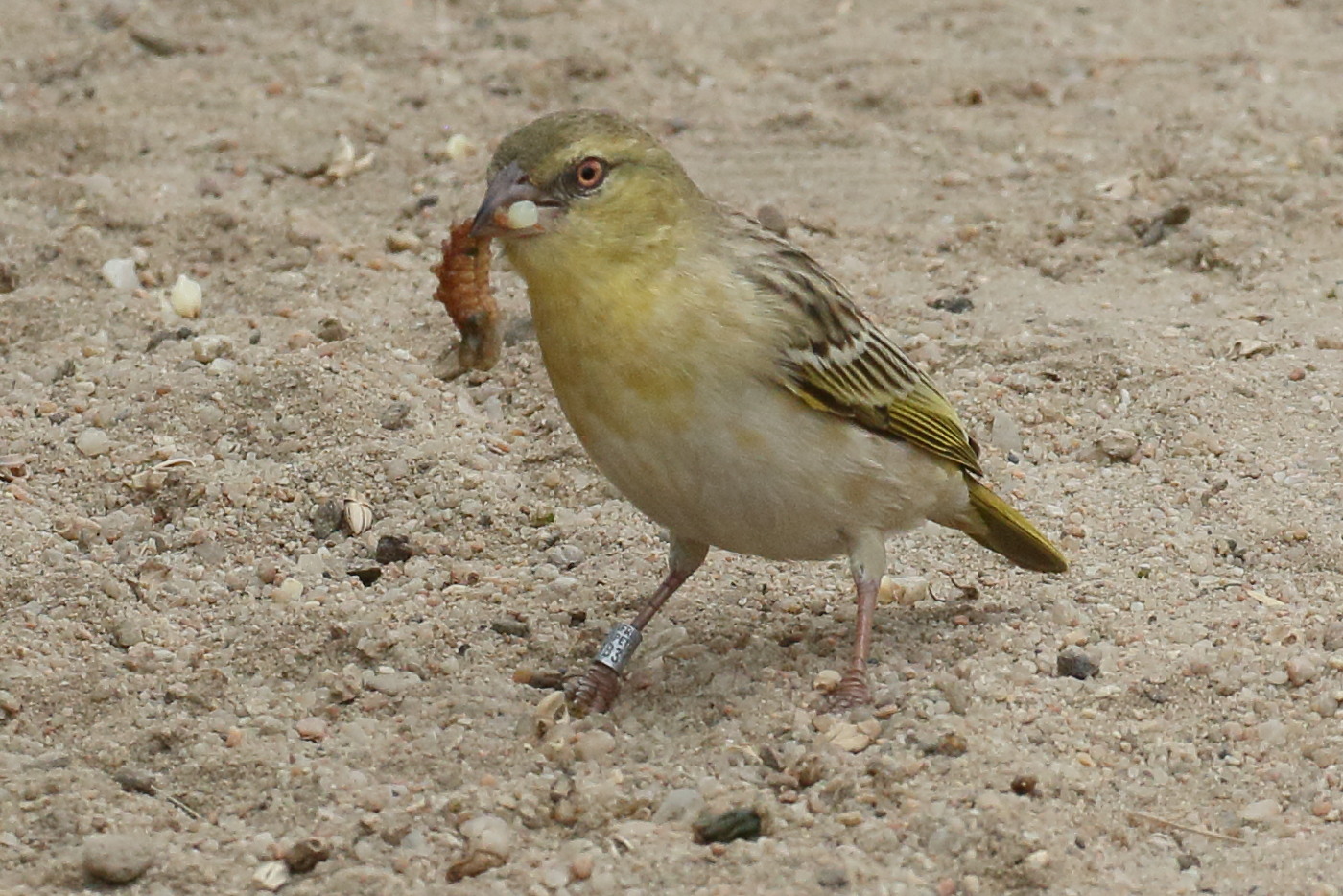 tisserin_a_tete_rousse_-_ploceus_velatus6bd