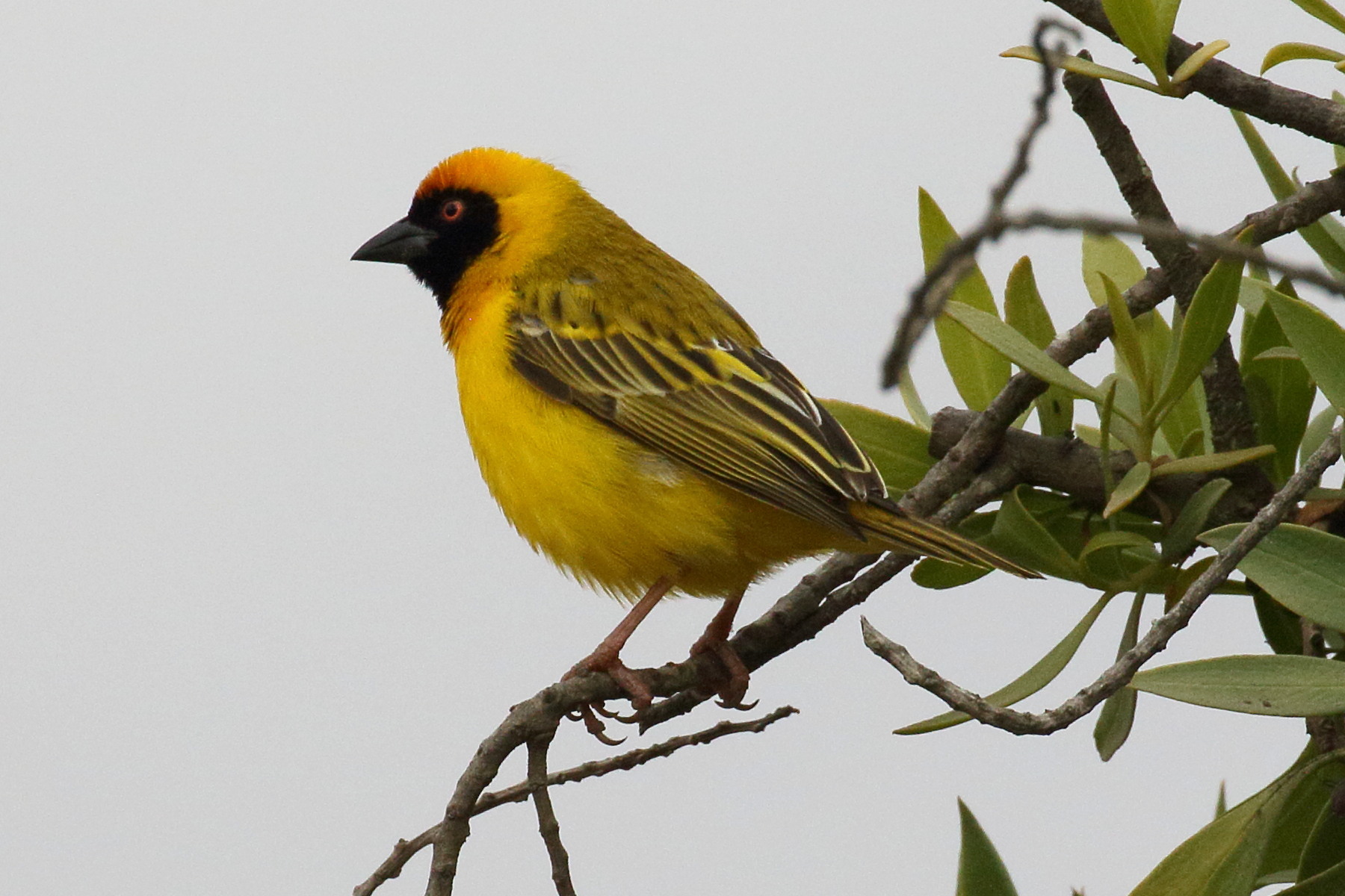 tisserin_a_tete_rousse_-_ploceus_velatus7bd