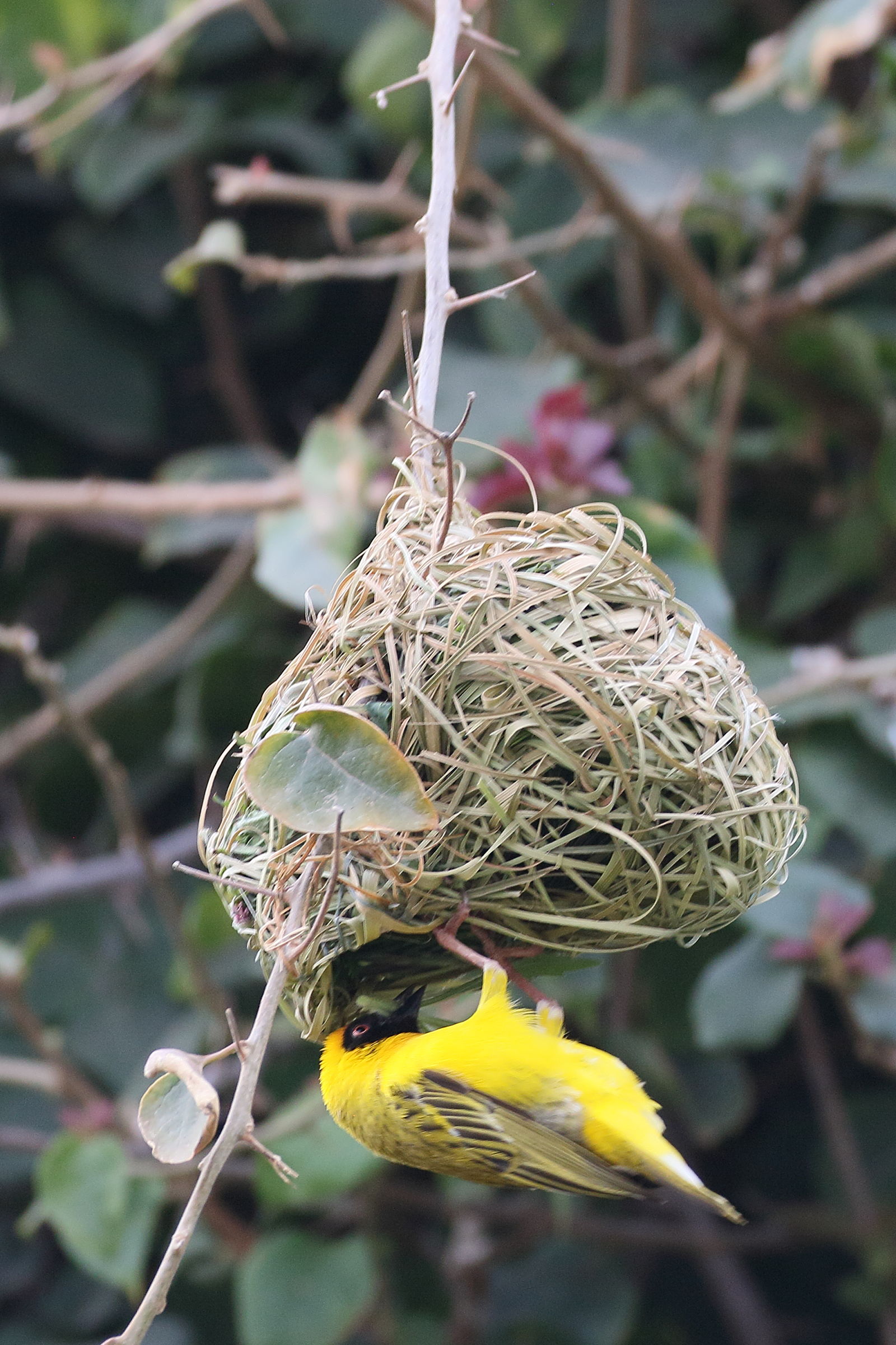 tisserin_a_tete_rousse_-_ploceus_velatus8bd