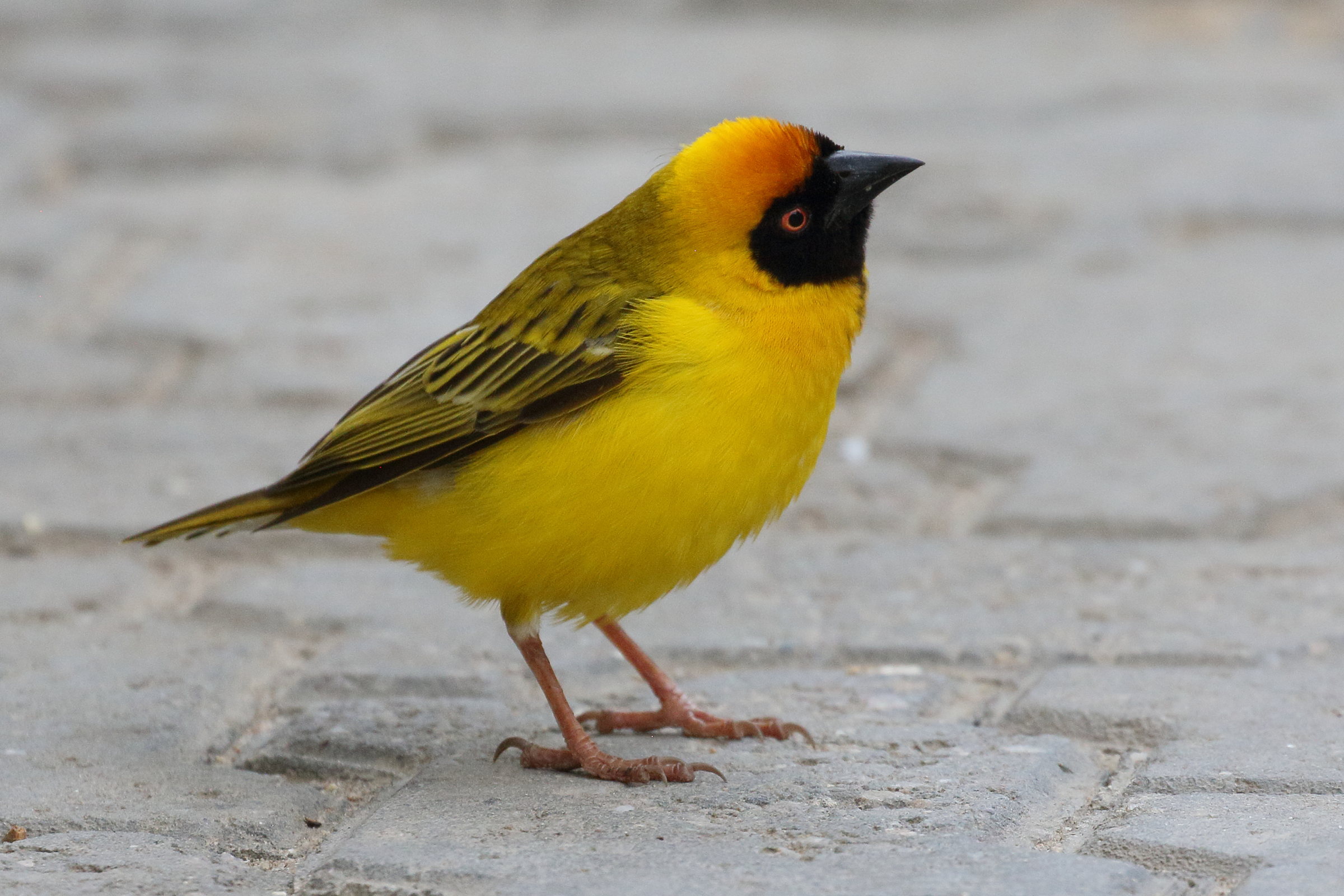 tisserin_a_tete_rousse_-_ploceus_velatus9bd