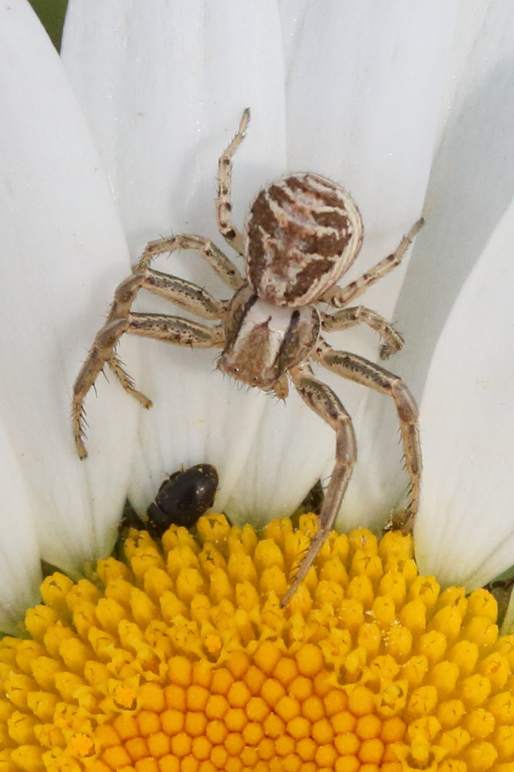 xysticus_cristatus6md