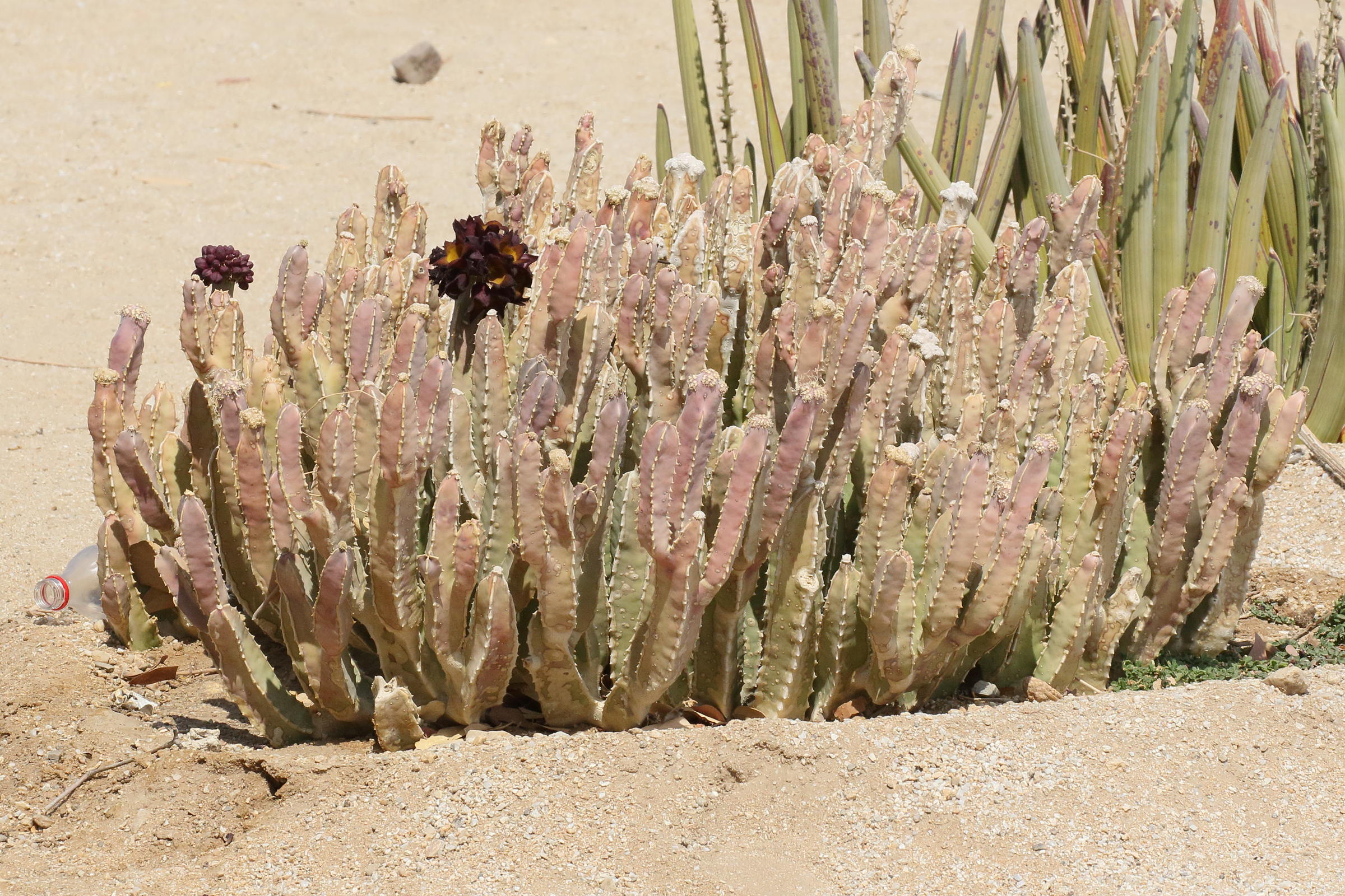 caralluma_speciosa1bd