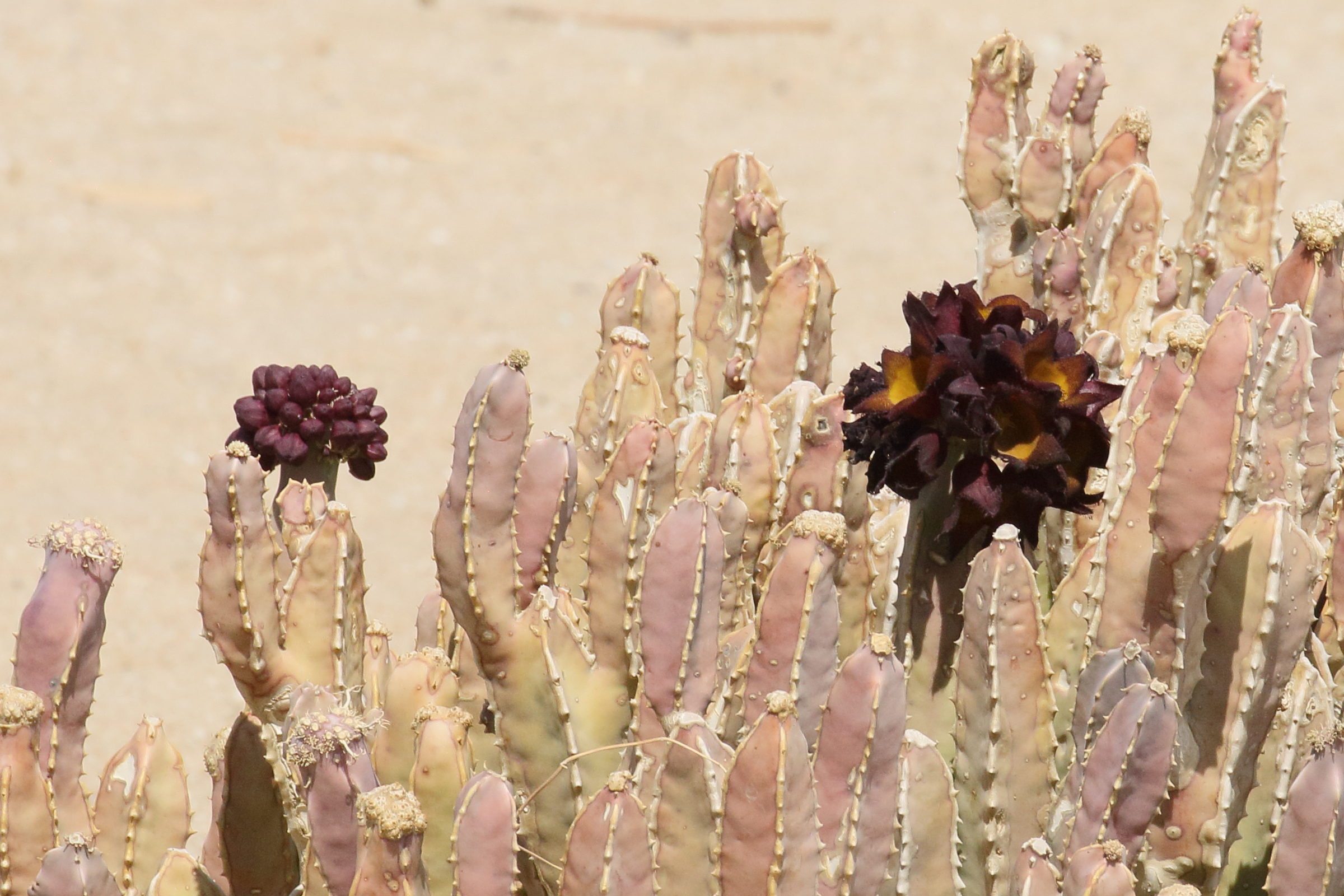 caralluma_speciosa2bd