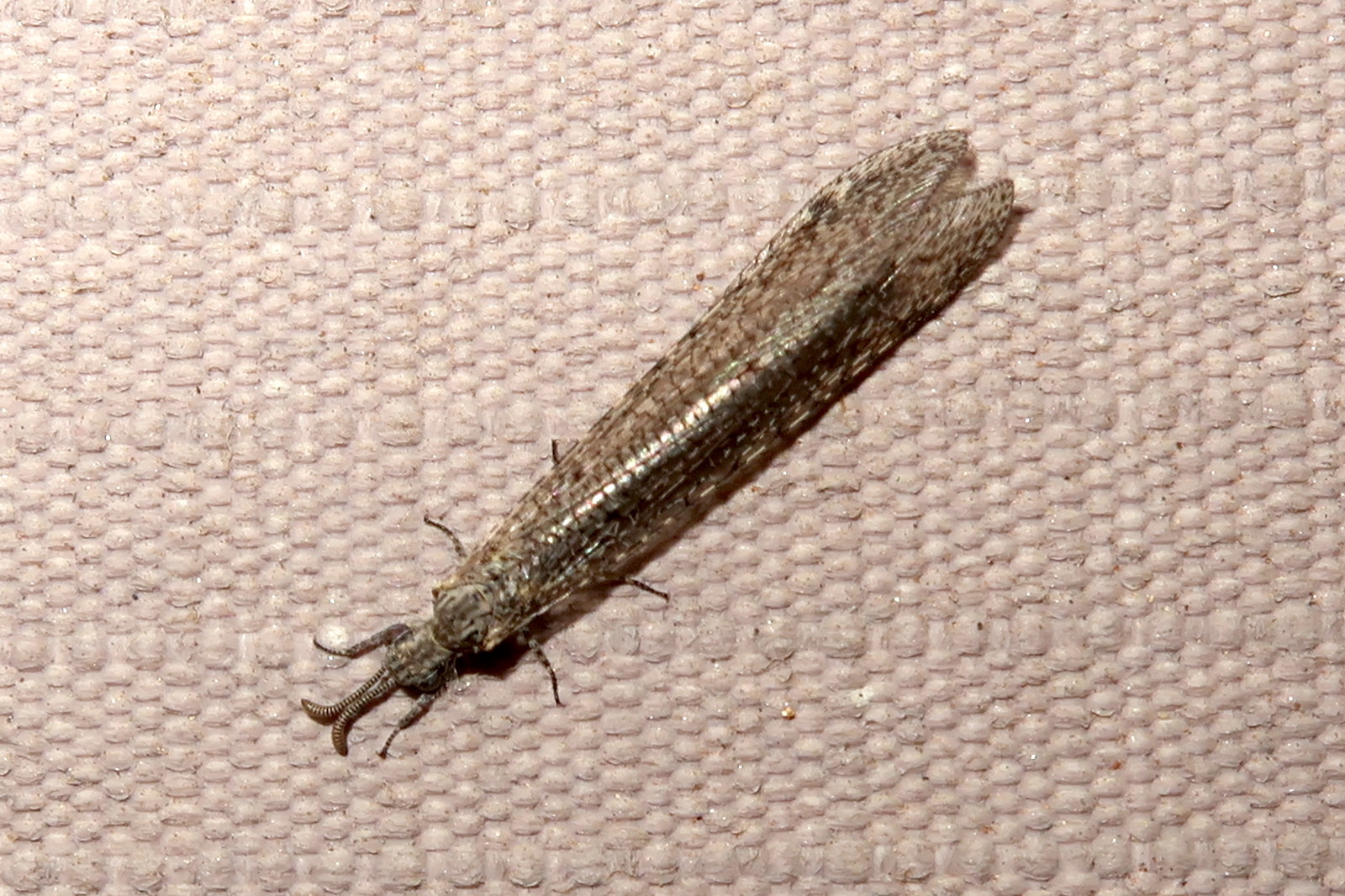 centroclisis_mendax1md