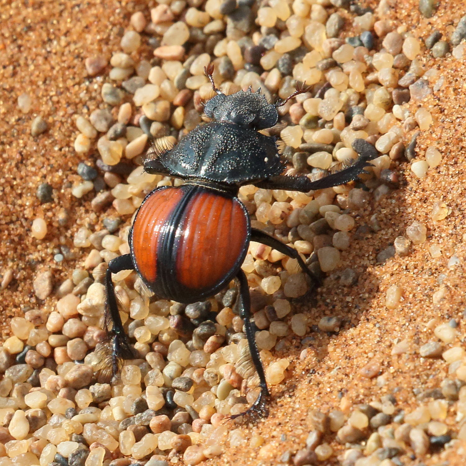 pachysoma_denticolle1bd