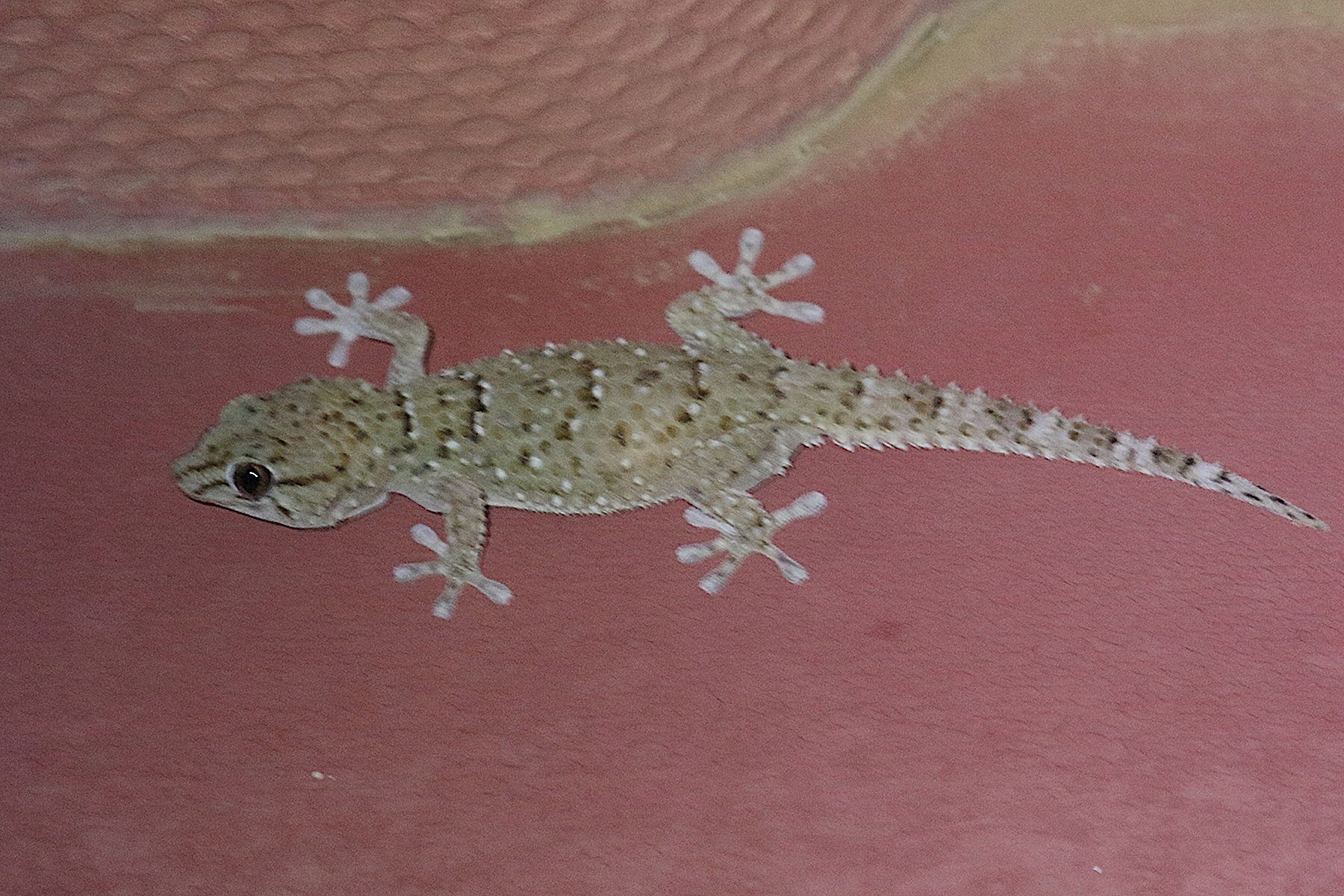 Afficher le média ptenopus_garrulus_maculatus1bd ptenopus_garrulus_maculatus1bd