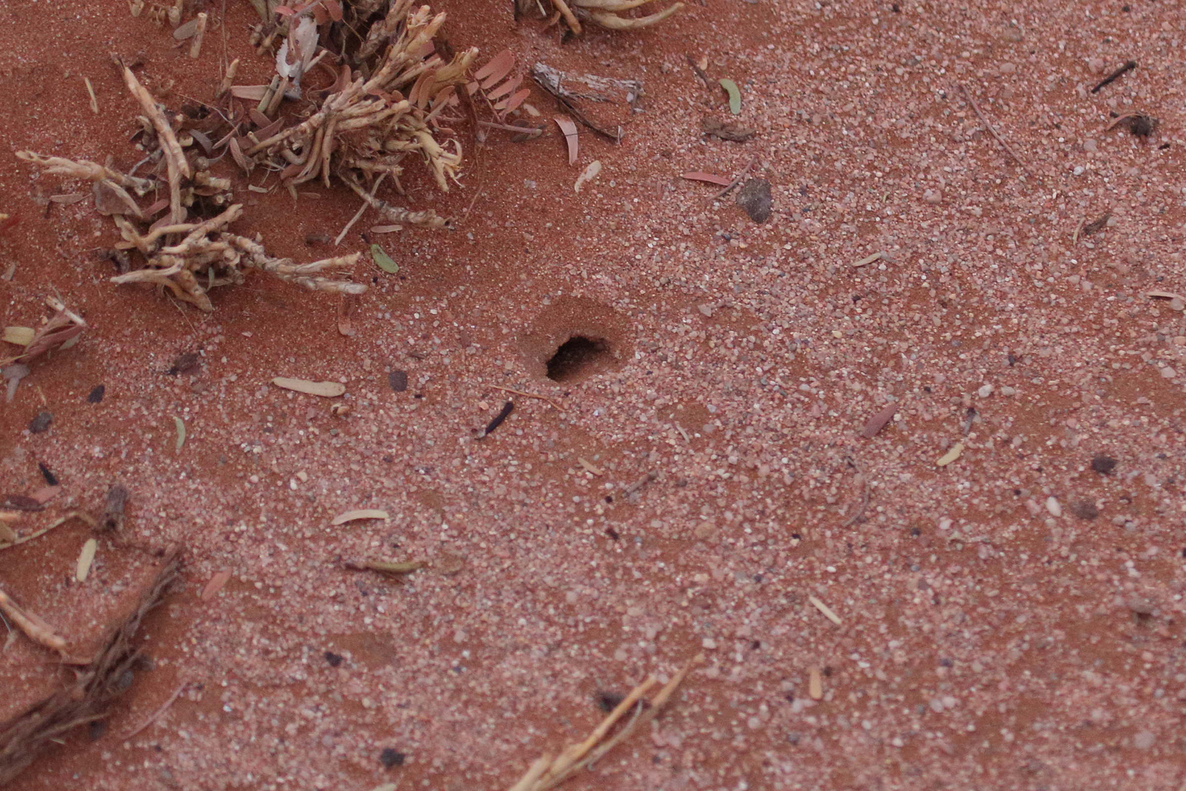 Afficher le média pteropus_garrulus_maculatus_terrier1md pteropus_garrulus_maculatus_terrier1md