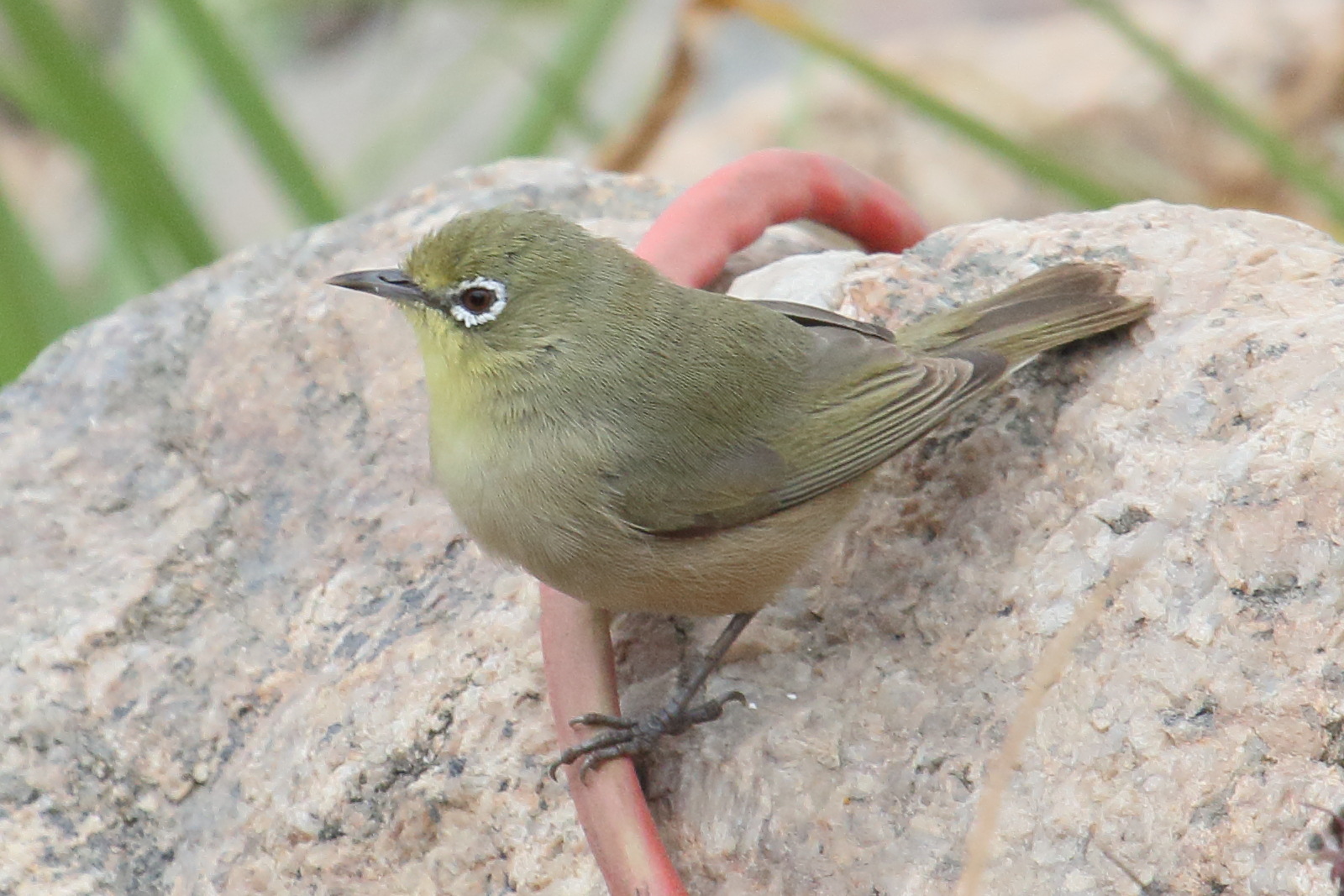 zosterops_de_swainson_-_zosterops_pallidus1md