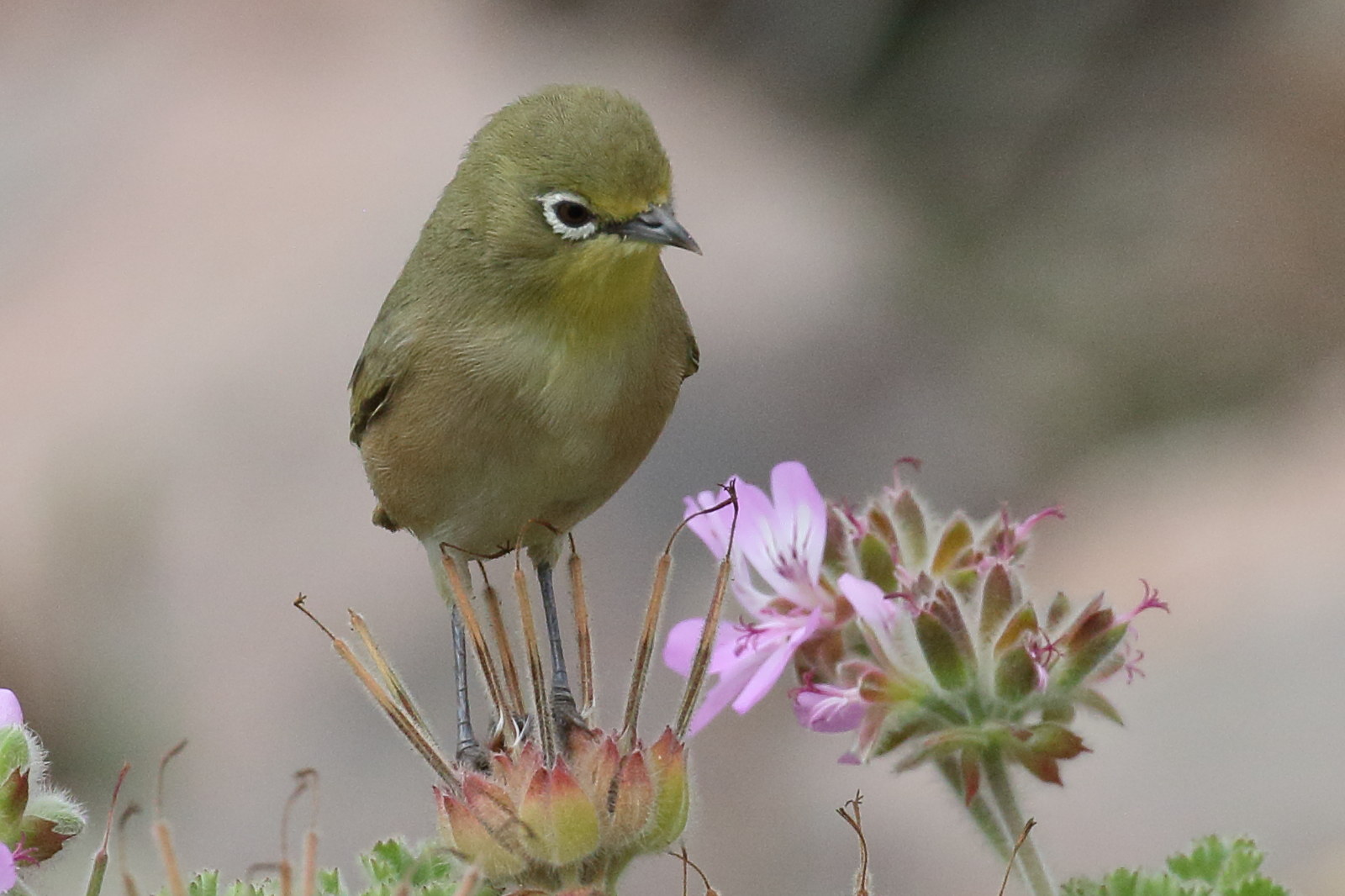 zosterops_de_swainson_-_zosterops_pallidus2bd