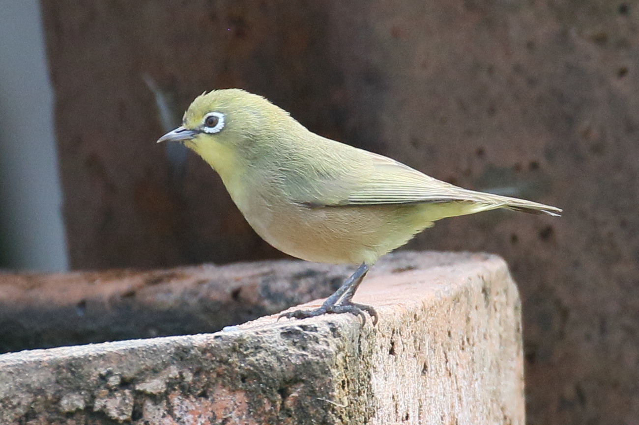 zosterops_de_swainson_-_zosterops_pallidus3bd