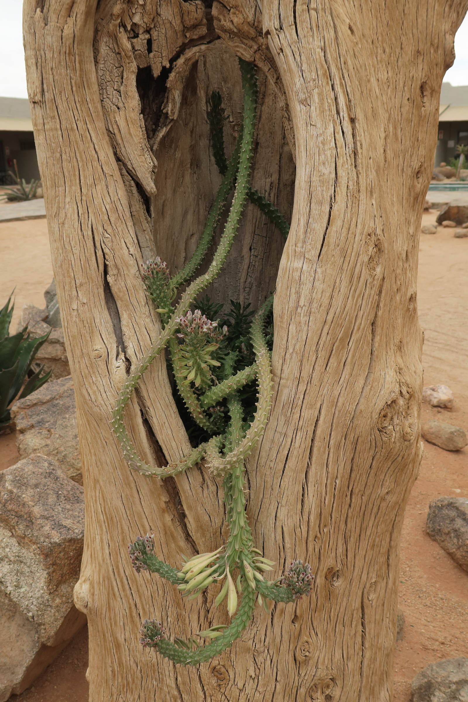 Afficher le média euphorbia_succulenta1bd euphorbia_succulenta1bd