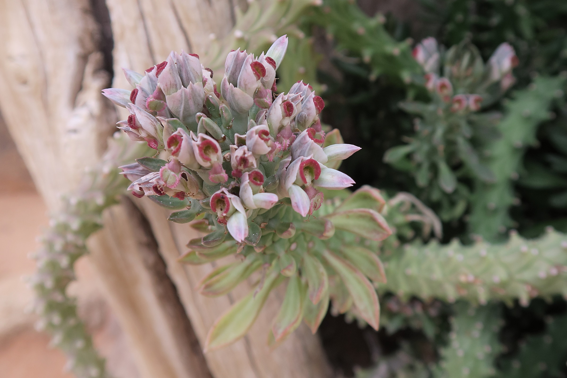 Afficher le média euphorbia_succulenta2bd euphorbia_succulenta2bd