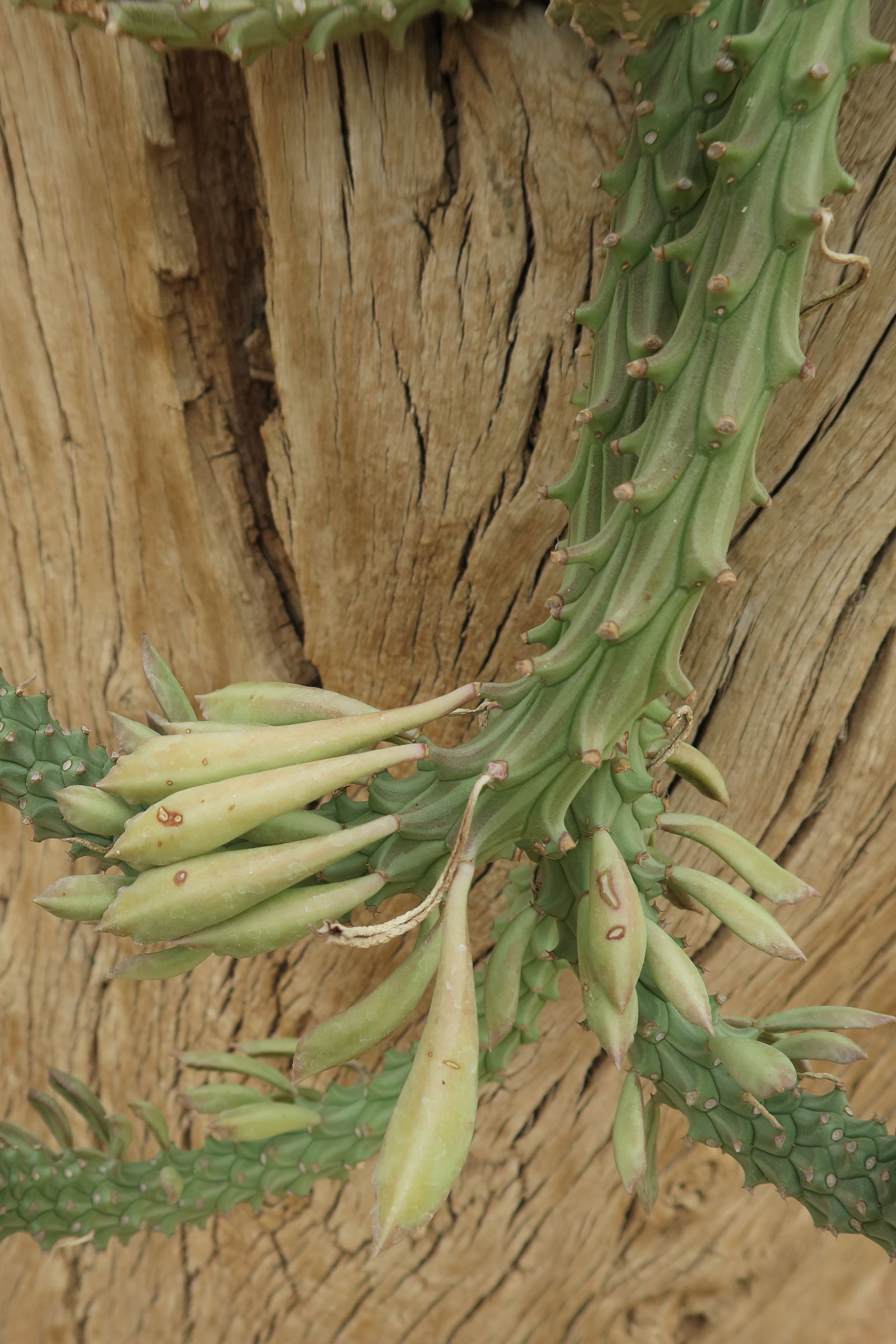 Afficher le média euphorbia_succulenta3bd euphorbia_succulenta3bd