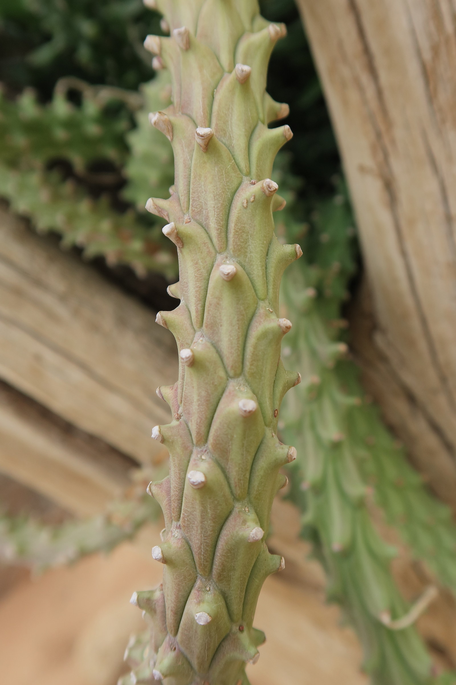 Afficher le média euphorbia_succulenta4bd euphorbia_succulenta4bd