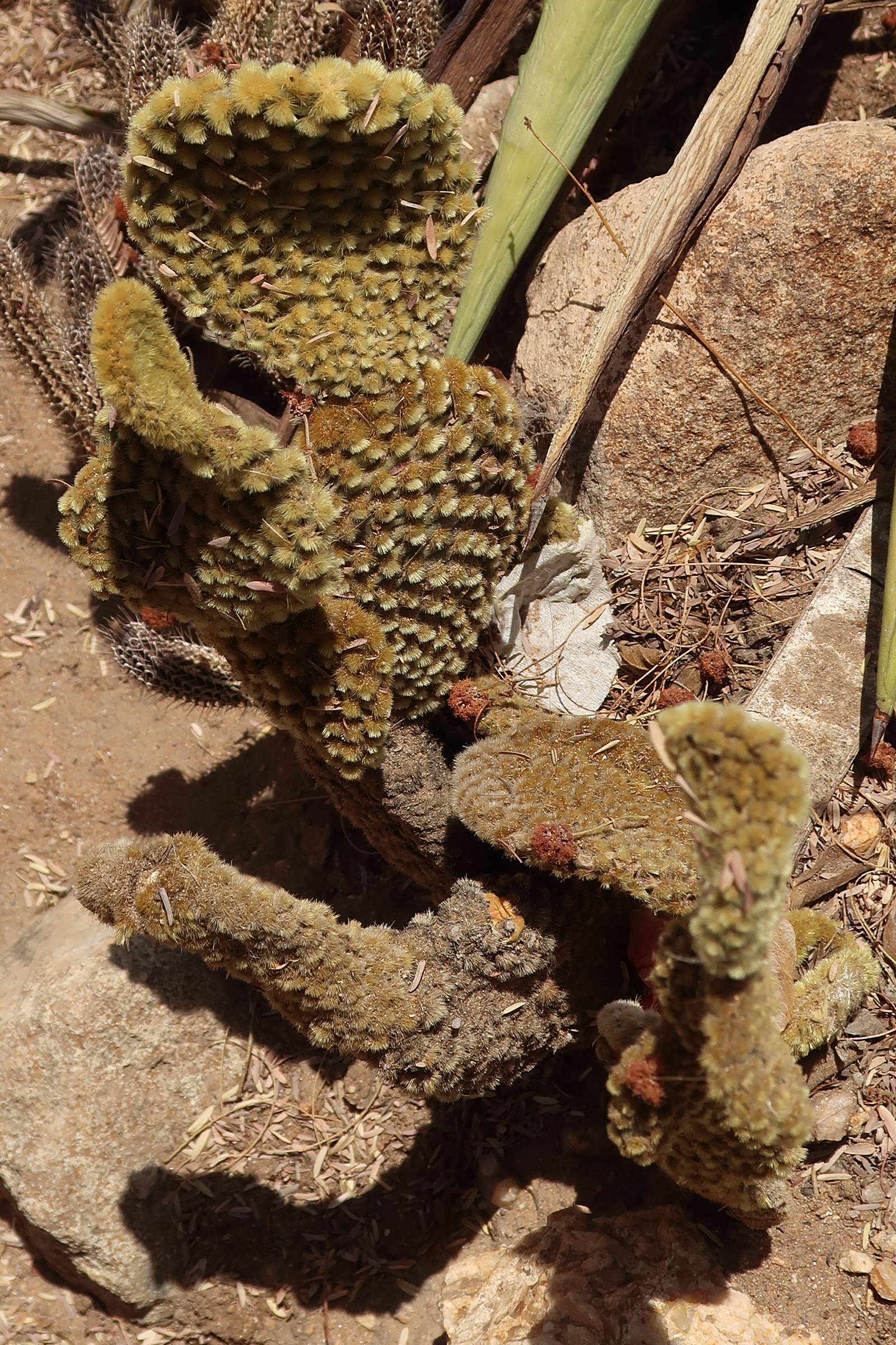 opuntia_microdasys5md