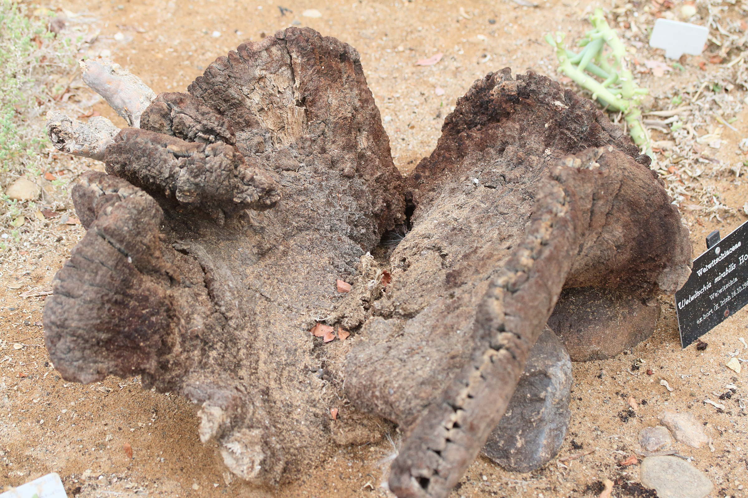 Afficher le média welwitchia_mirabilis1md welwitchia_mirabilis1md