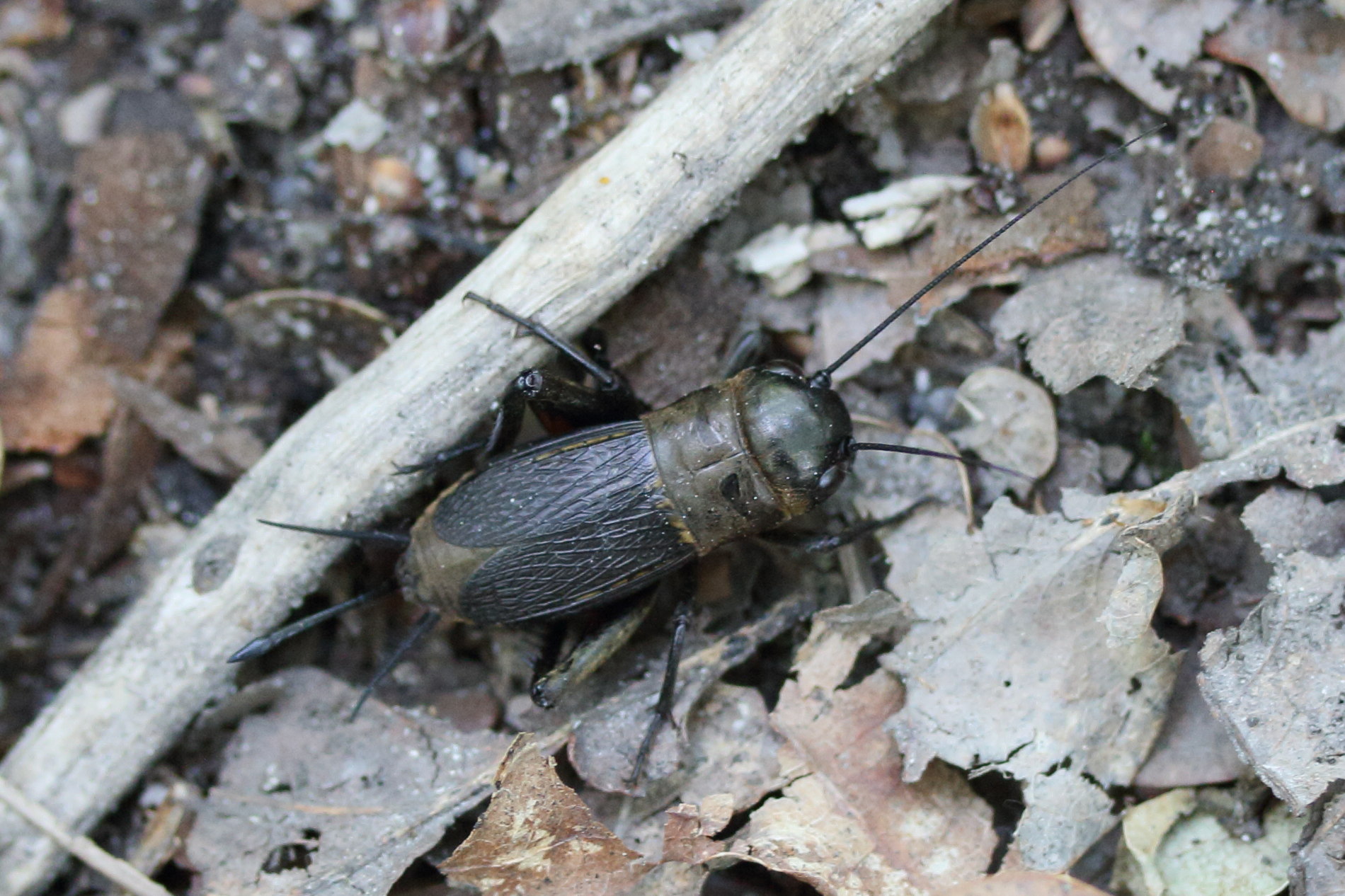 gryllus_campestris5md