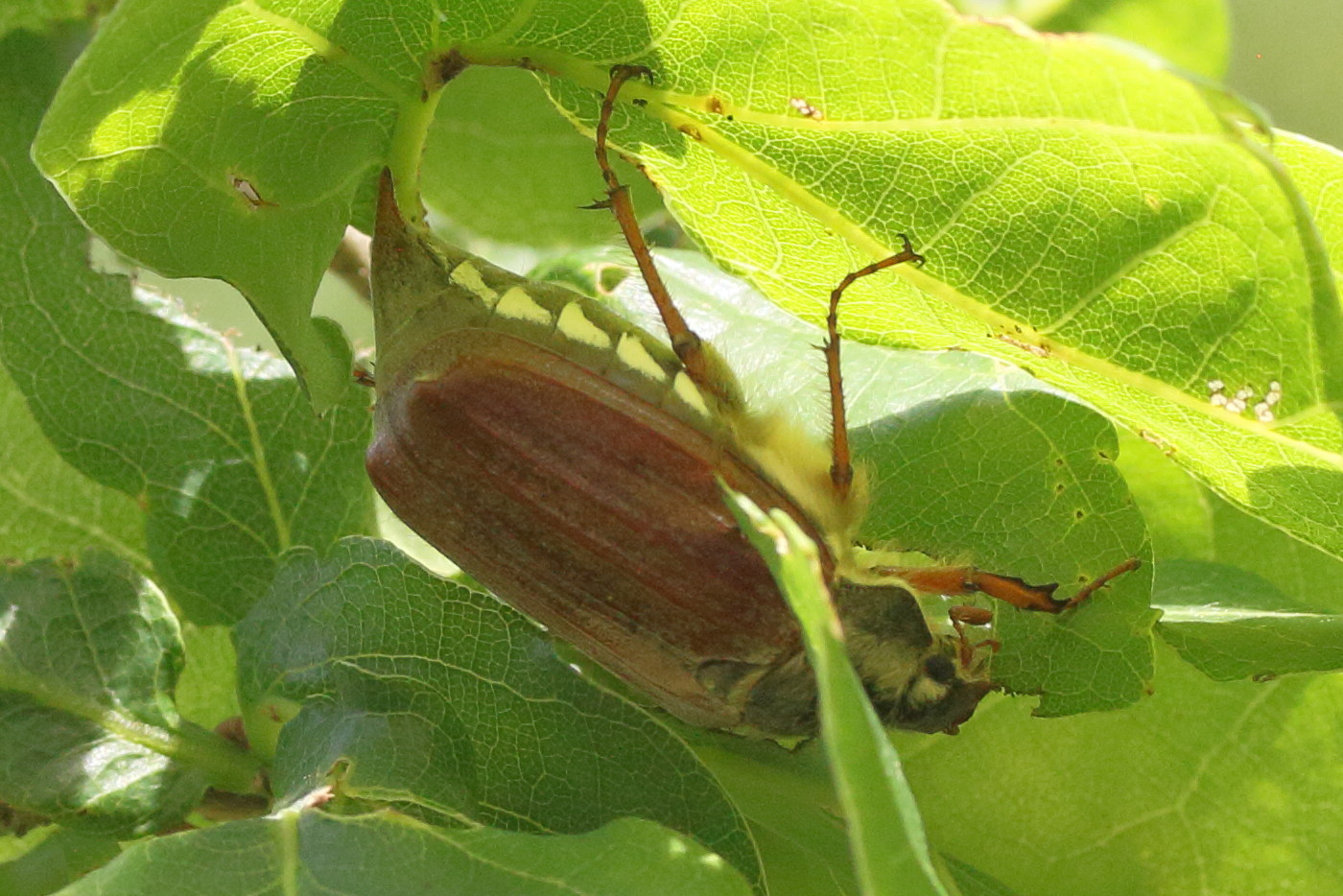 melolontha_melolontha7md