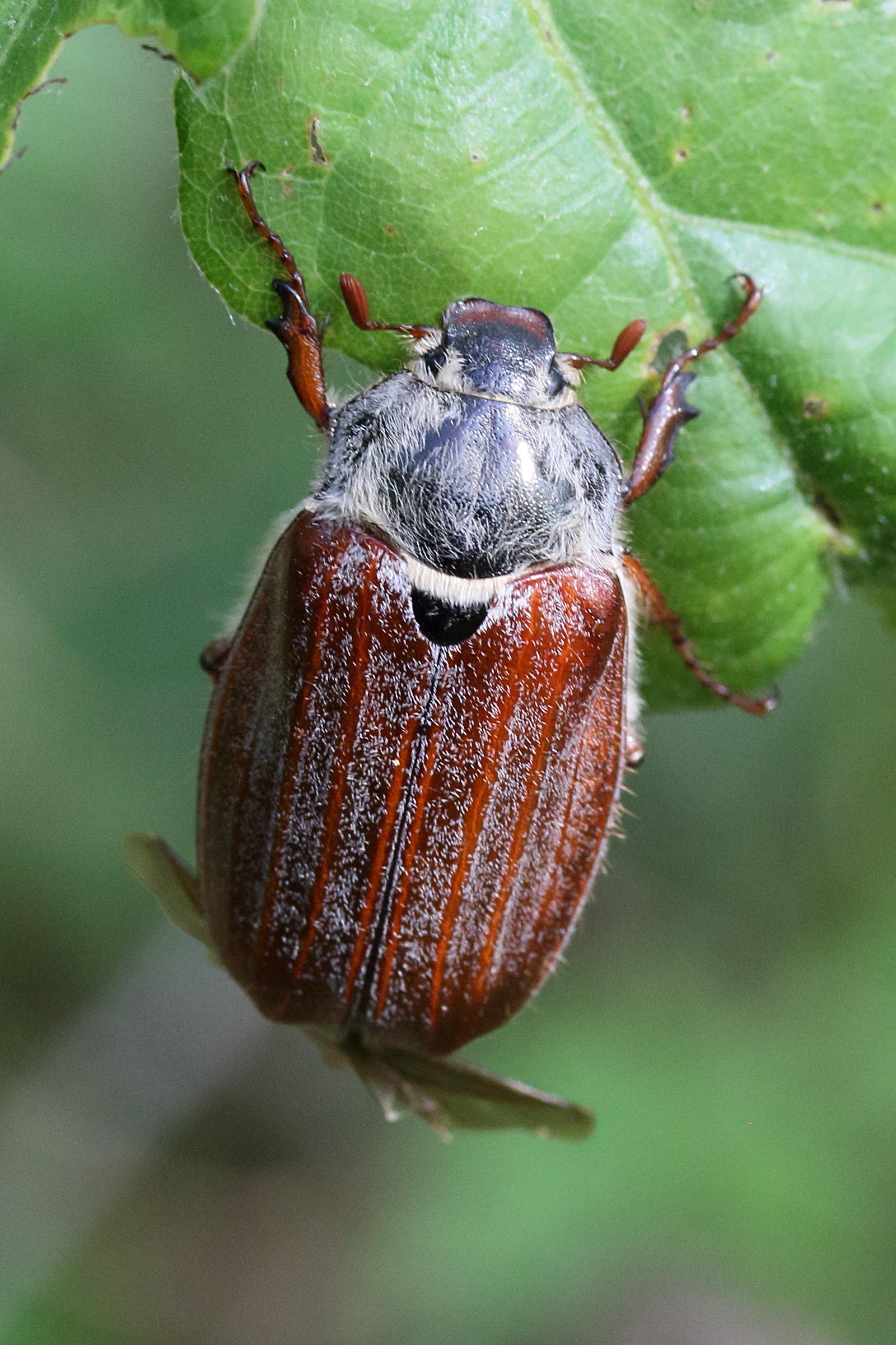 melolontha_melolontha8md