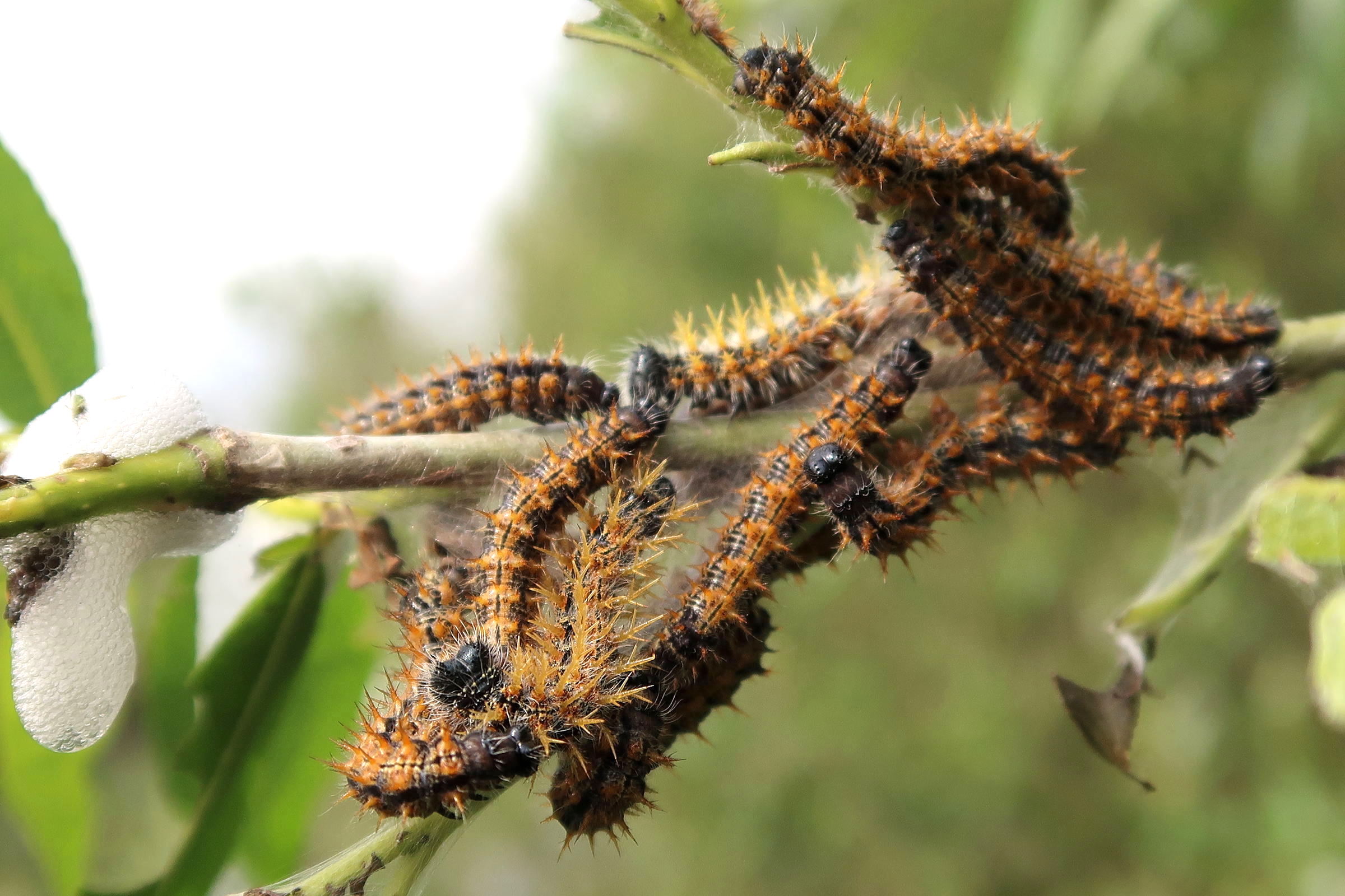 nymphalis_polychloros_ch5md