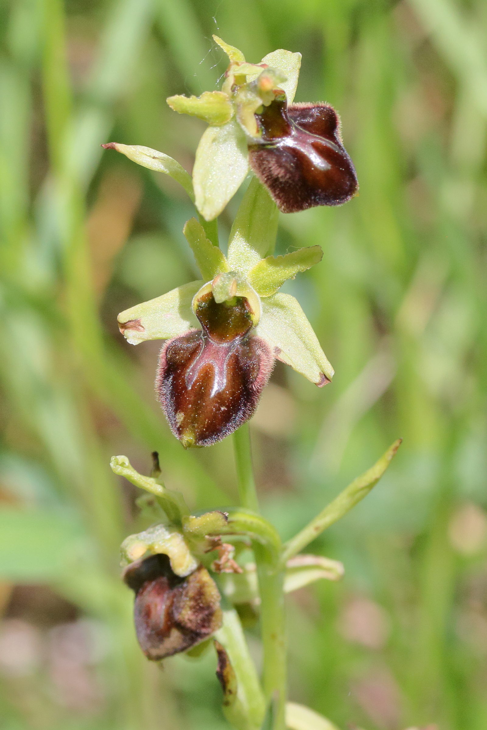 Afficher le média ophrys_sphegodes4md ophrys_sphegodes4md