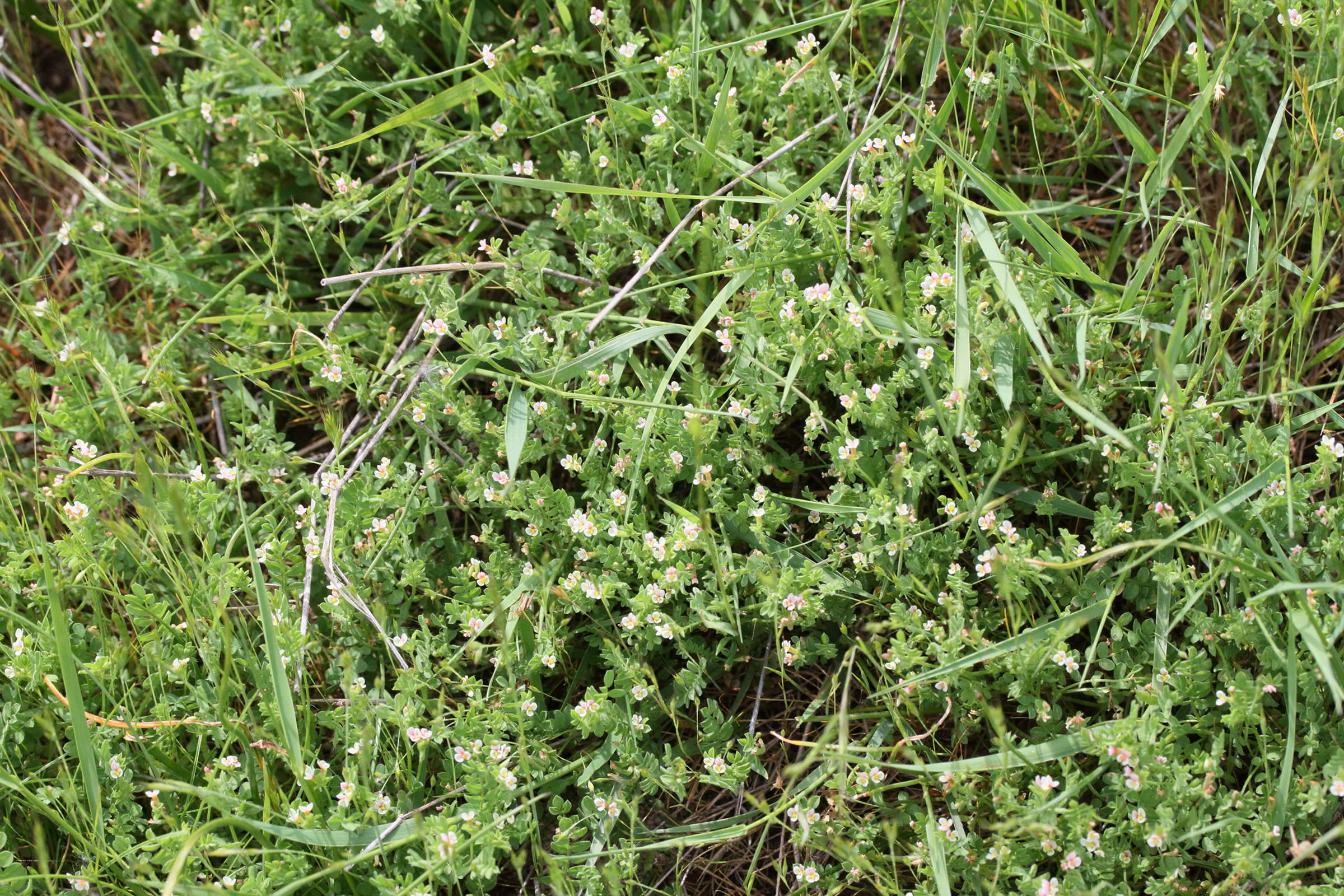 ornithopus_perpusillus4md