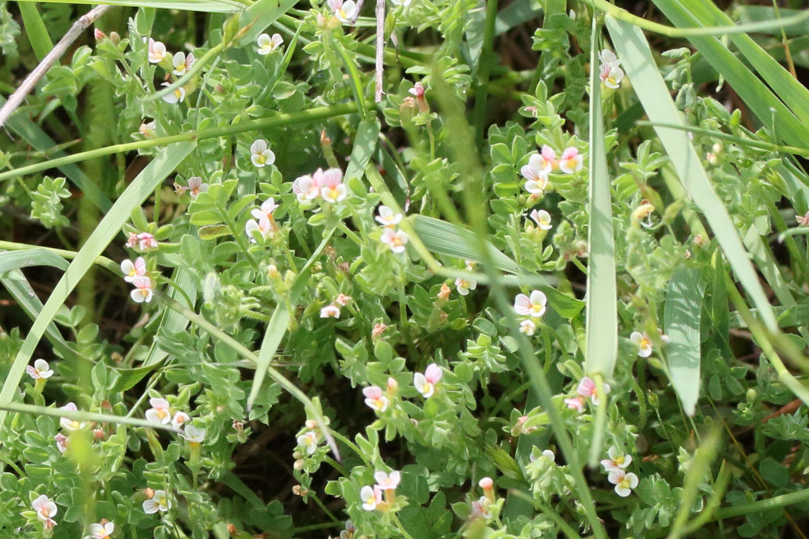 ornithopus_perpusillus5md