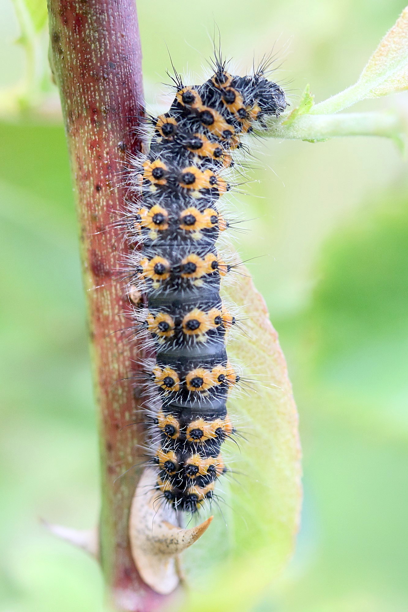 Afficher le média saturnia_pyri_ch1md saturnia_pyri_ch1md