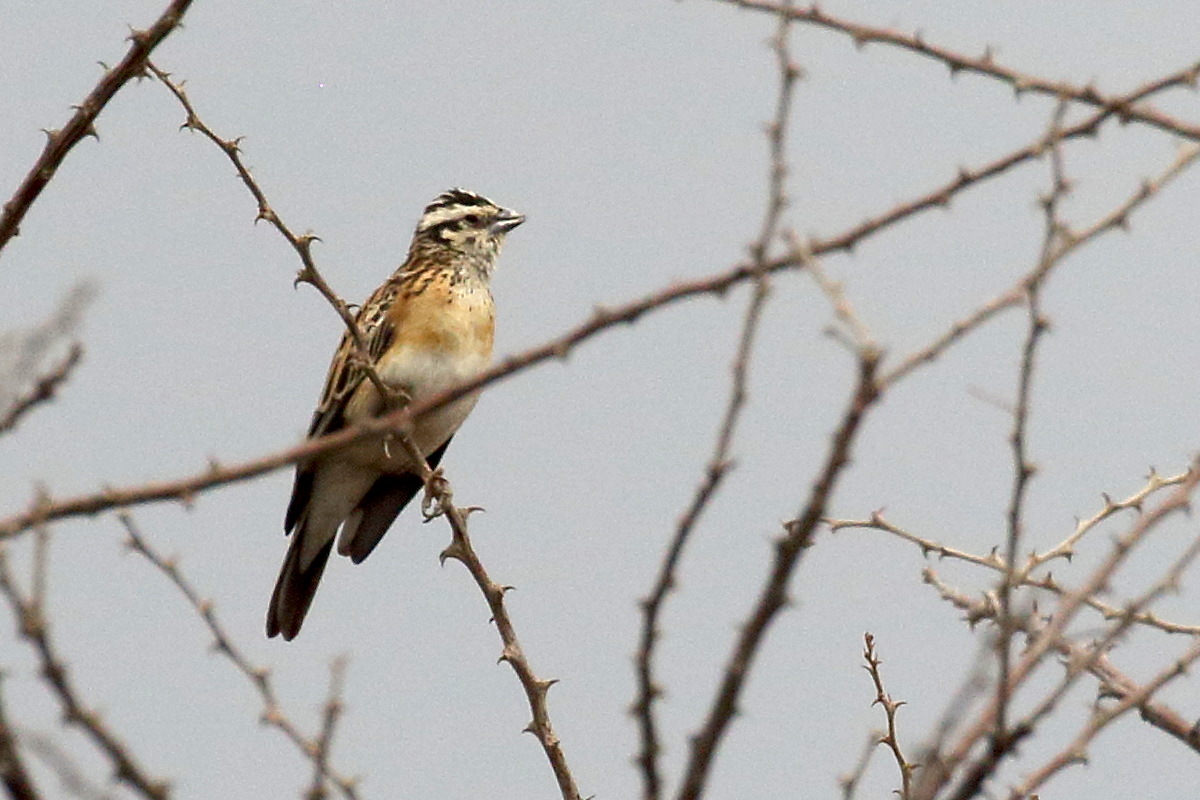 bruant_cannelle_-_emberiza_tahapisi1bd