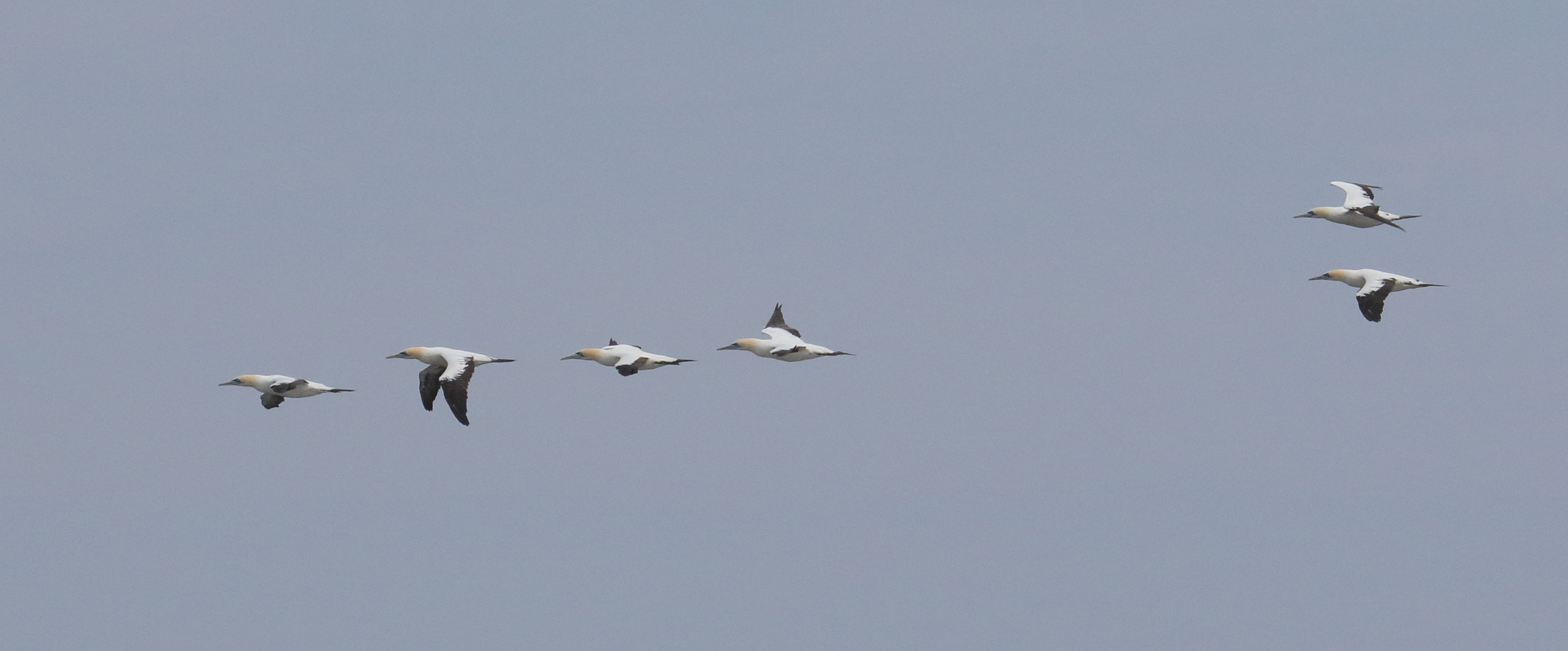 fou_du_cap_-_morus_capensis1md